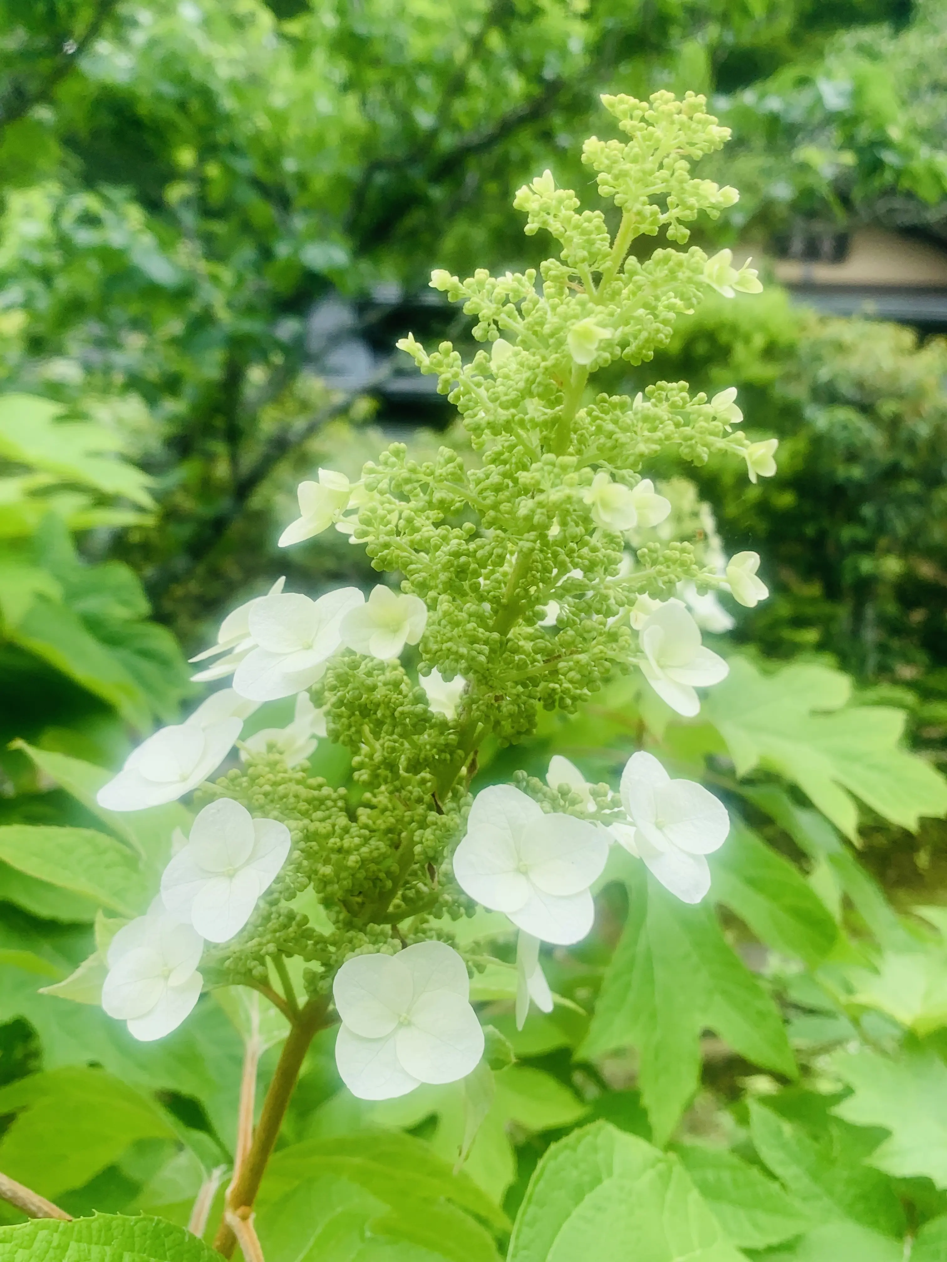 東慶寺に咲く白い花