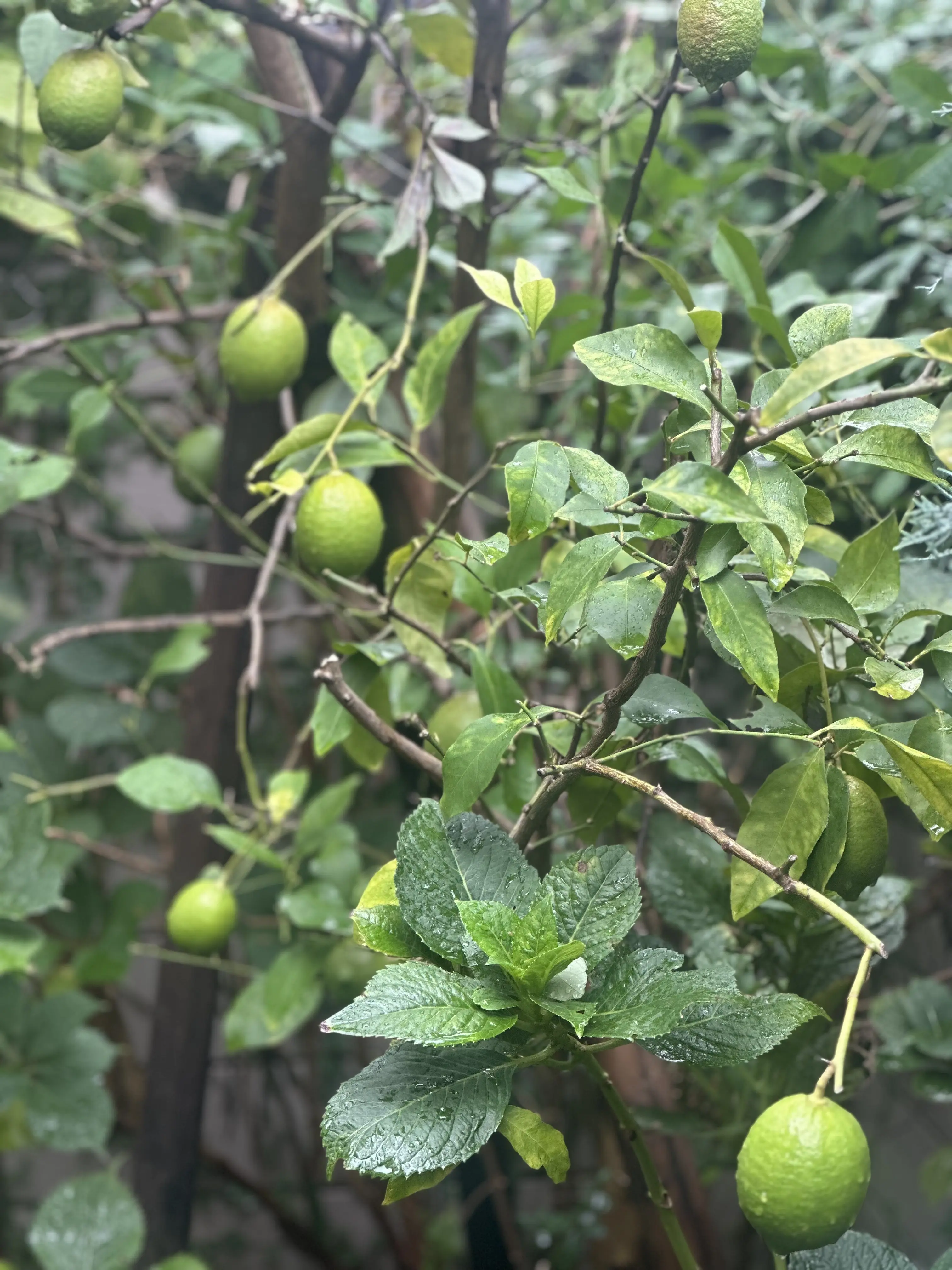 10月も下旬、本格的な秋到来！植物たちも変容し始めました。_1_4