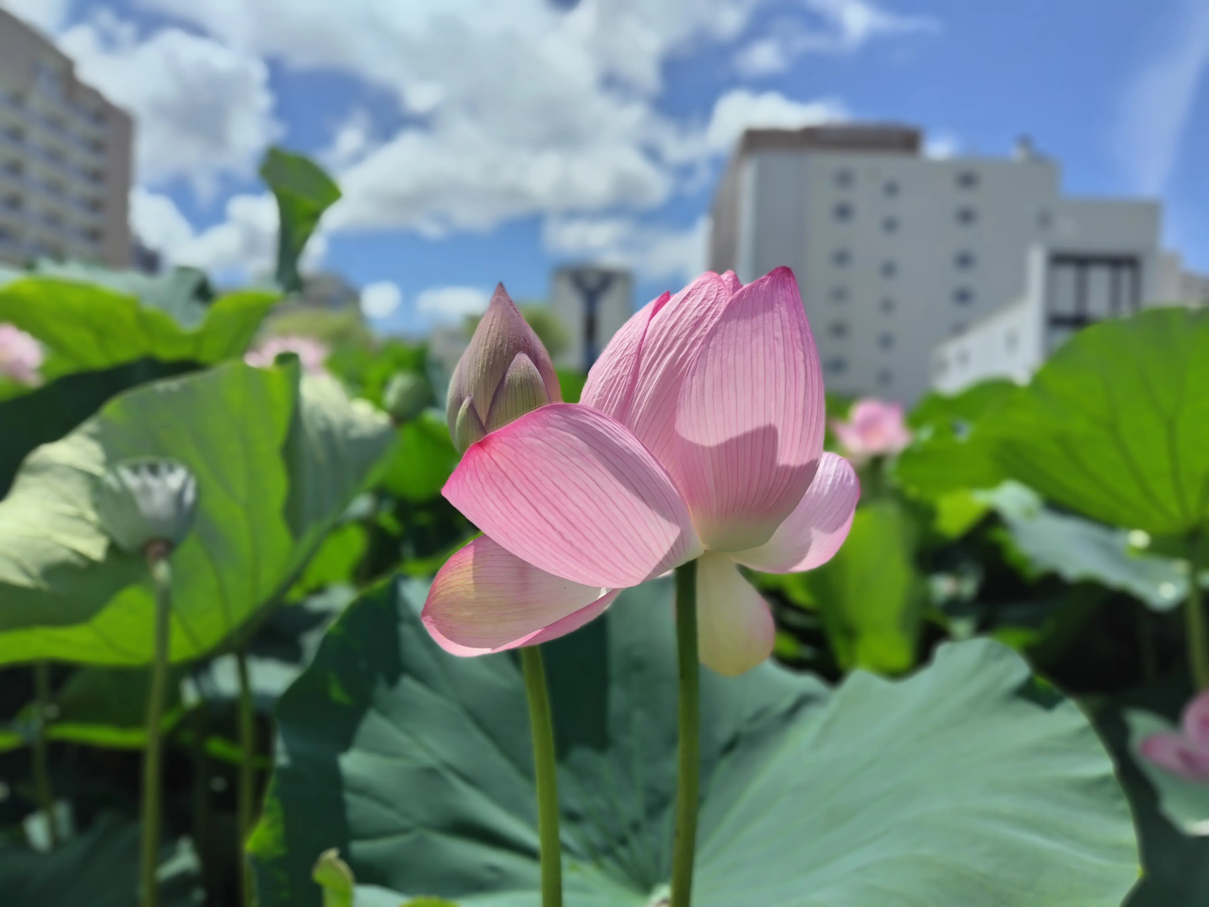 秋田の夏を楽しむ旅🍧　【後編】_1_10