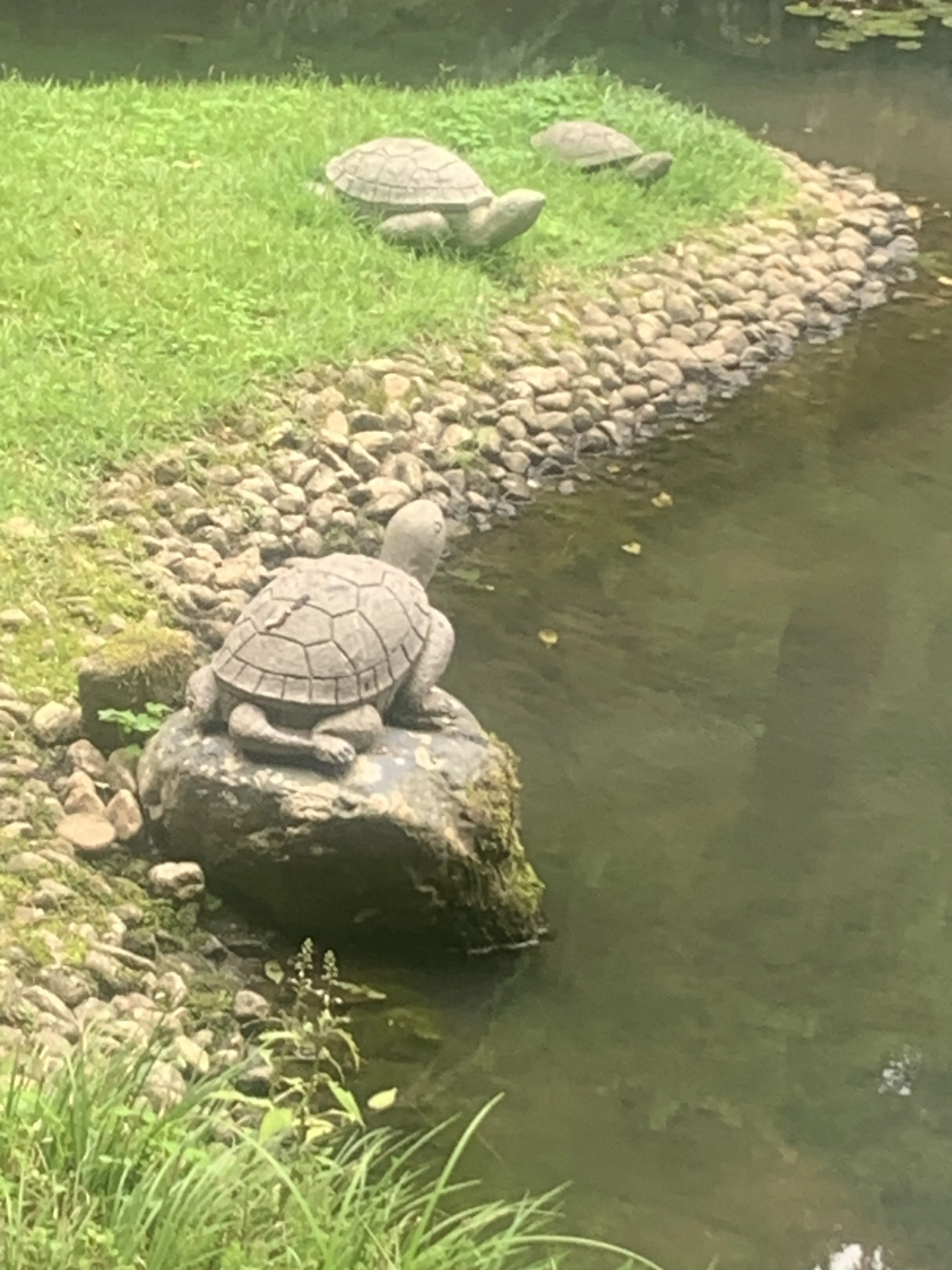 明月院の庭園の池に生息するカメ