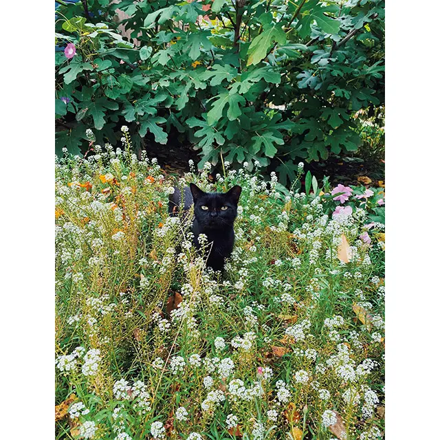 野良猫時代のクレオ。裏庭のいちじくの 木の下によくたたずんでいた