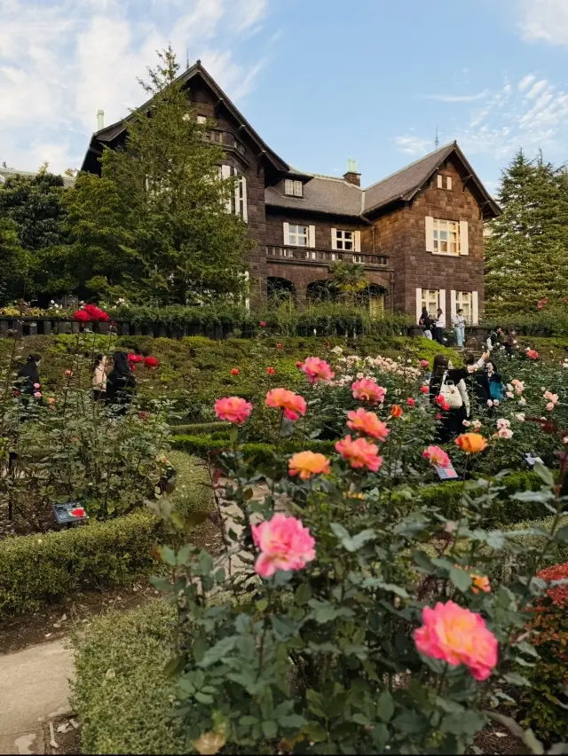 美しいバラと紅葉、旧古河庭園へ_1_15