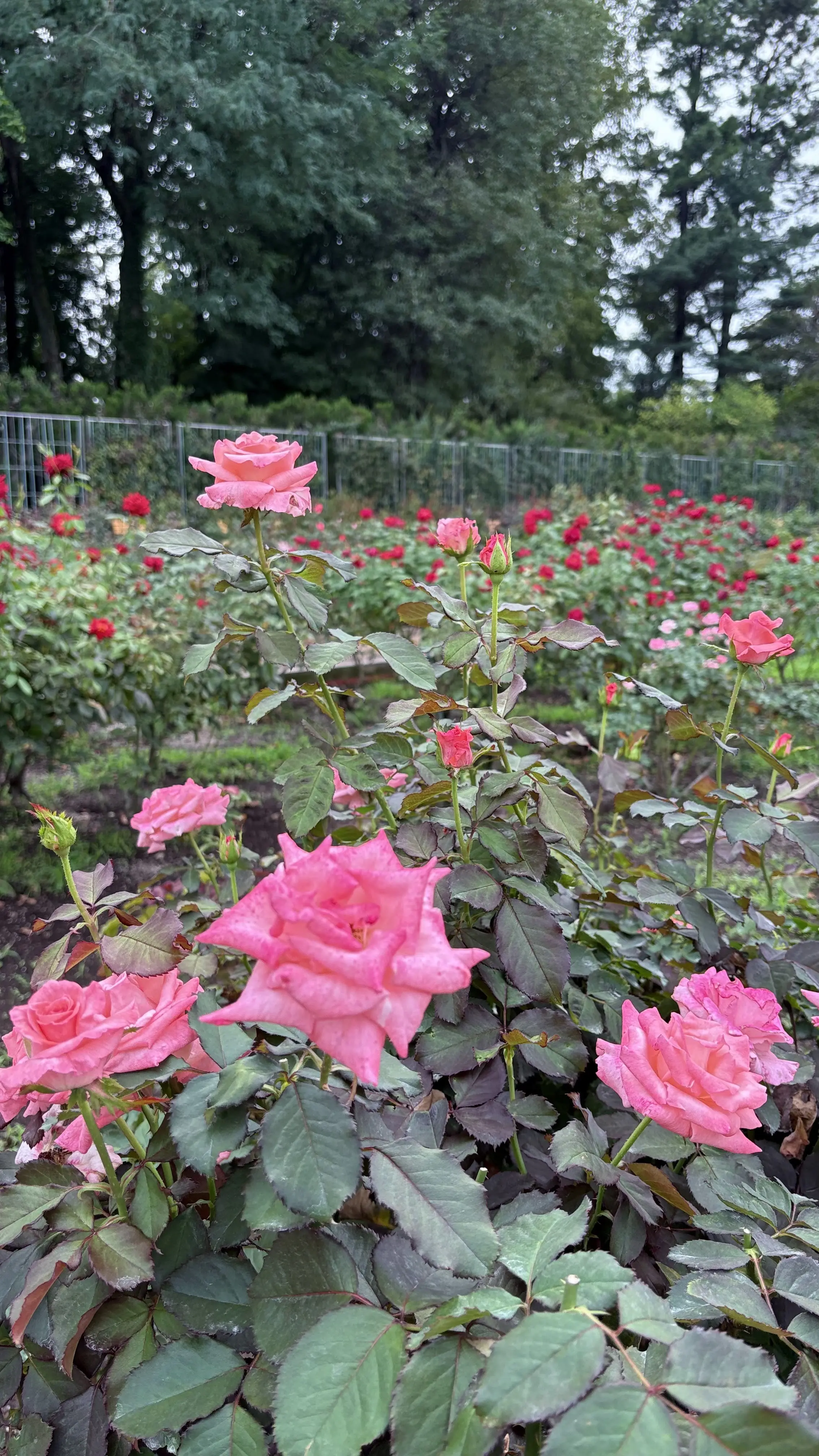 神代植物公園　バラ　バラ園　ピンク