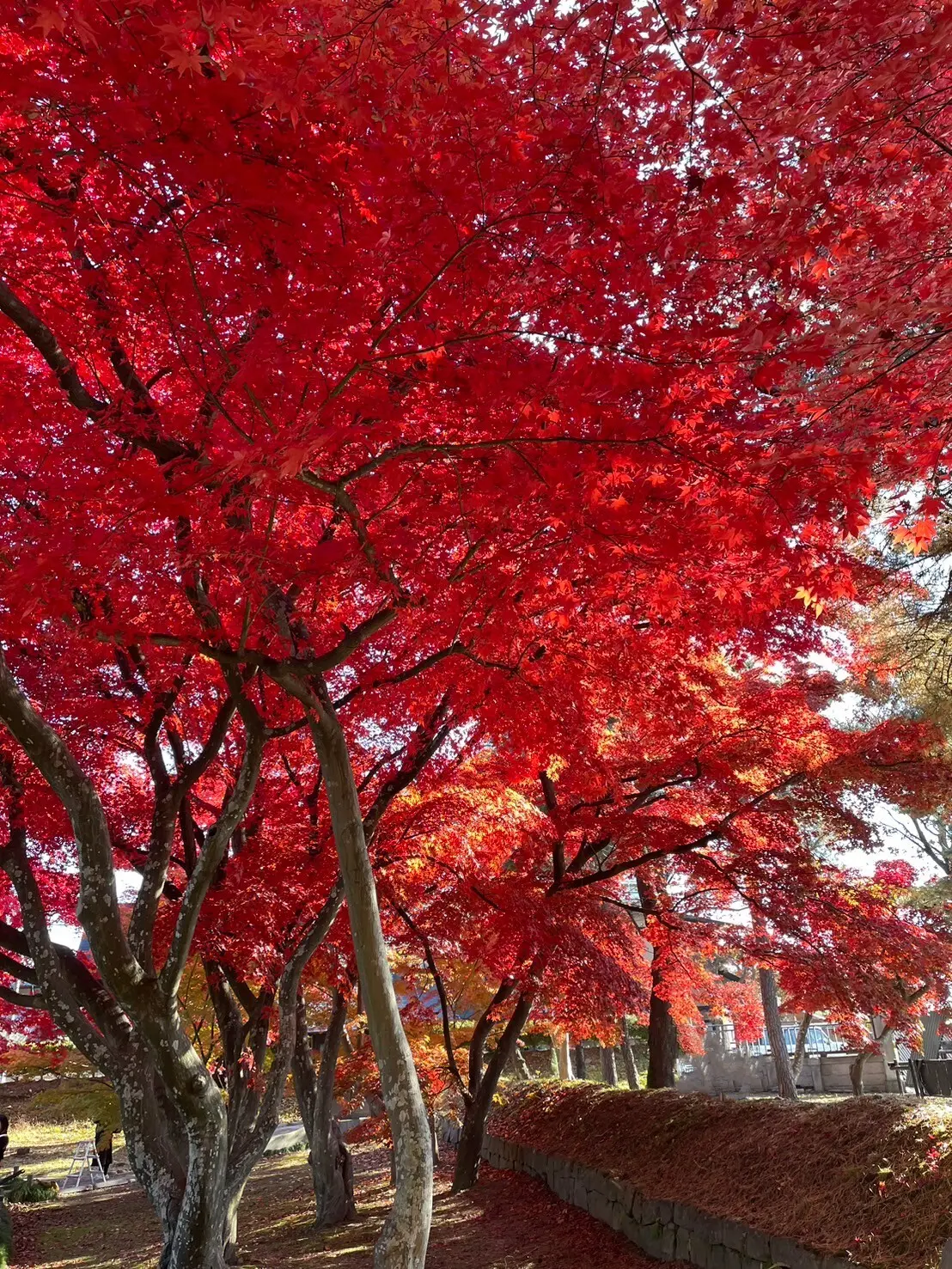 旧南部氏別邸庭園旧の紅葉