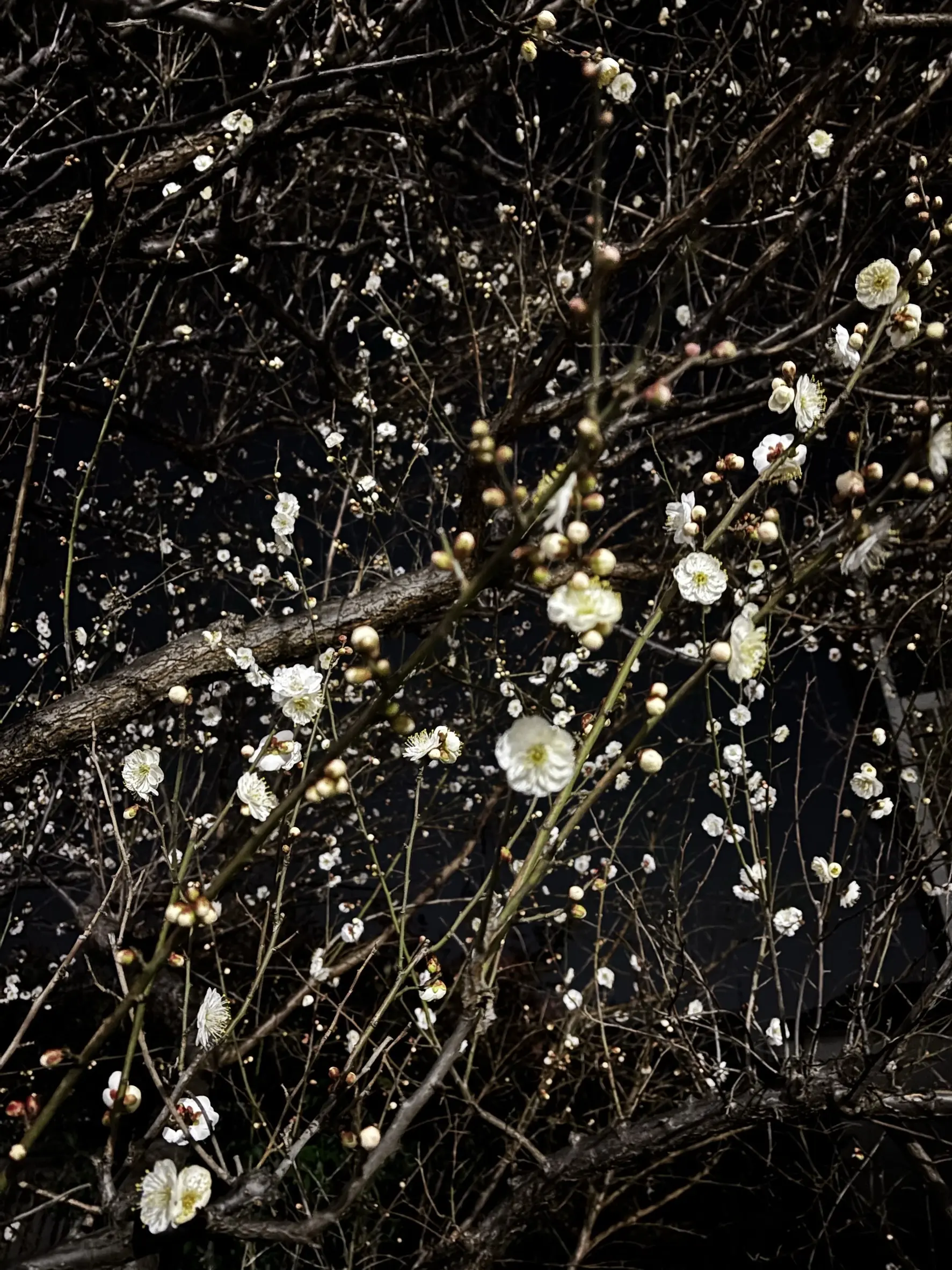 夜の梅の花