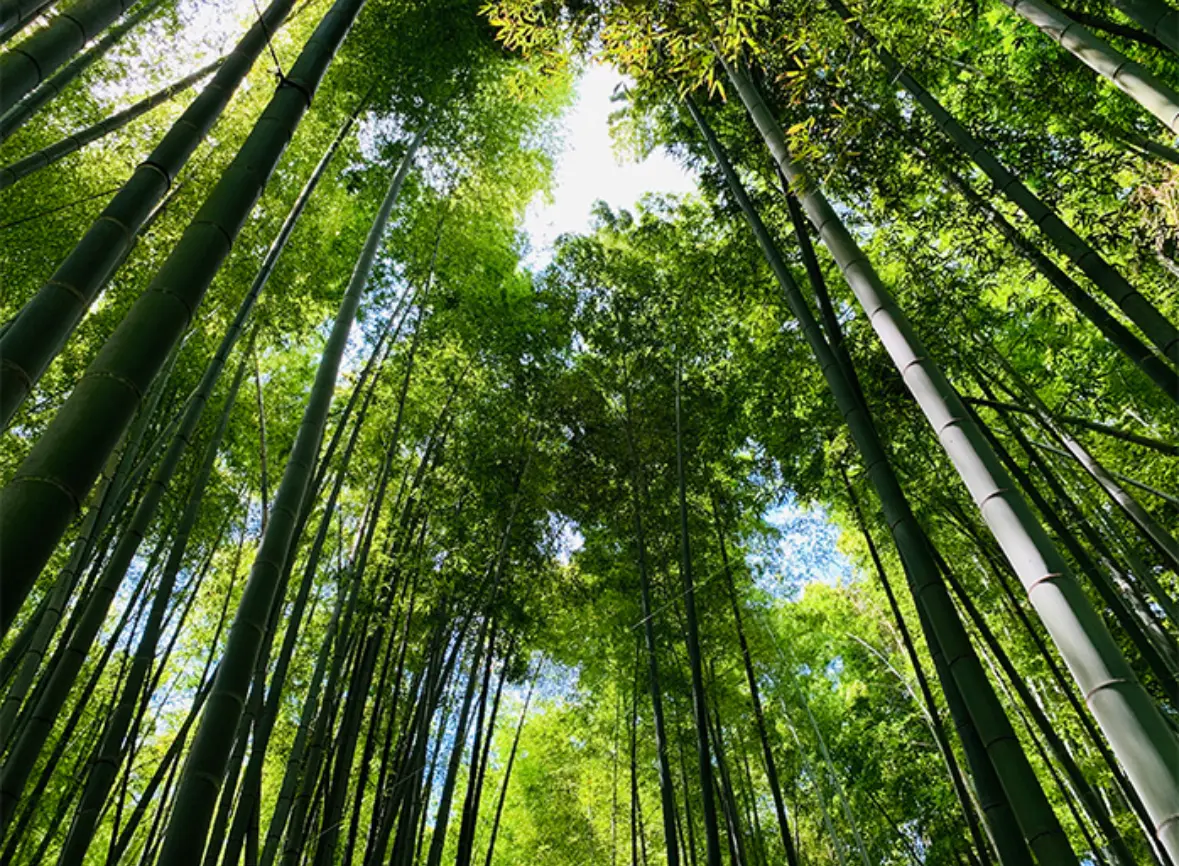 新緑の清々しい風を感じに鎌倉へ🌿_1_7