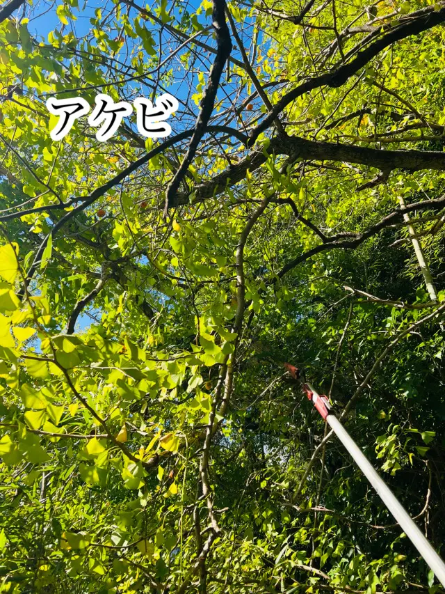 秋の恵みたっぷり！手作り酵素ドリンク_1_3