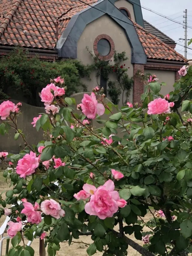 薔薇に包まれた館(岐阜市)_1_5