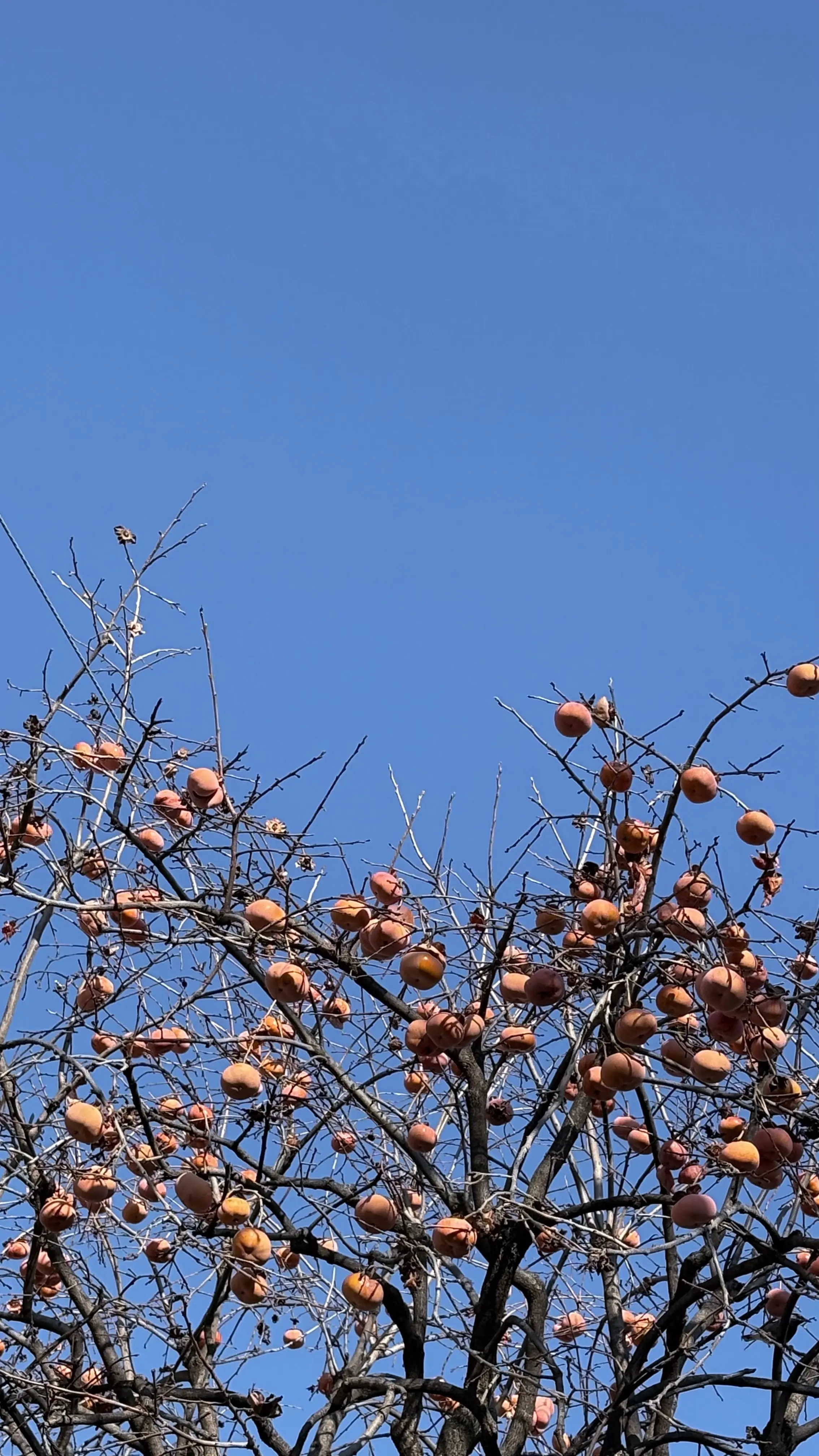 年末年始いかがお過ごしですか？_1_1