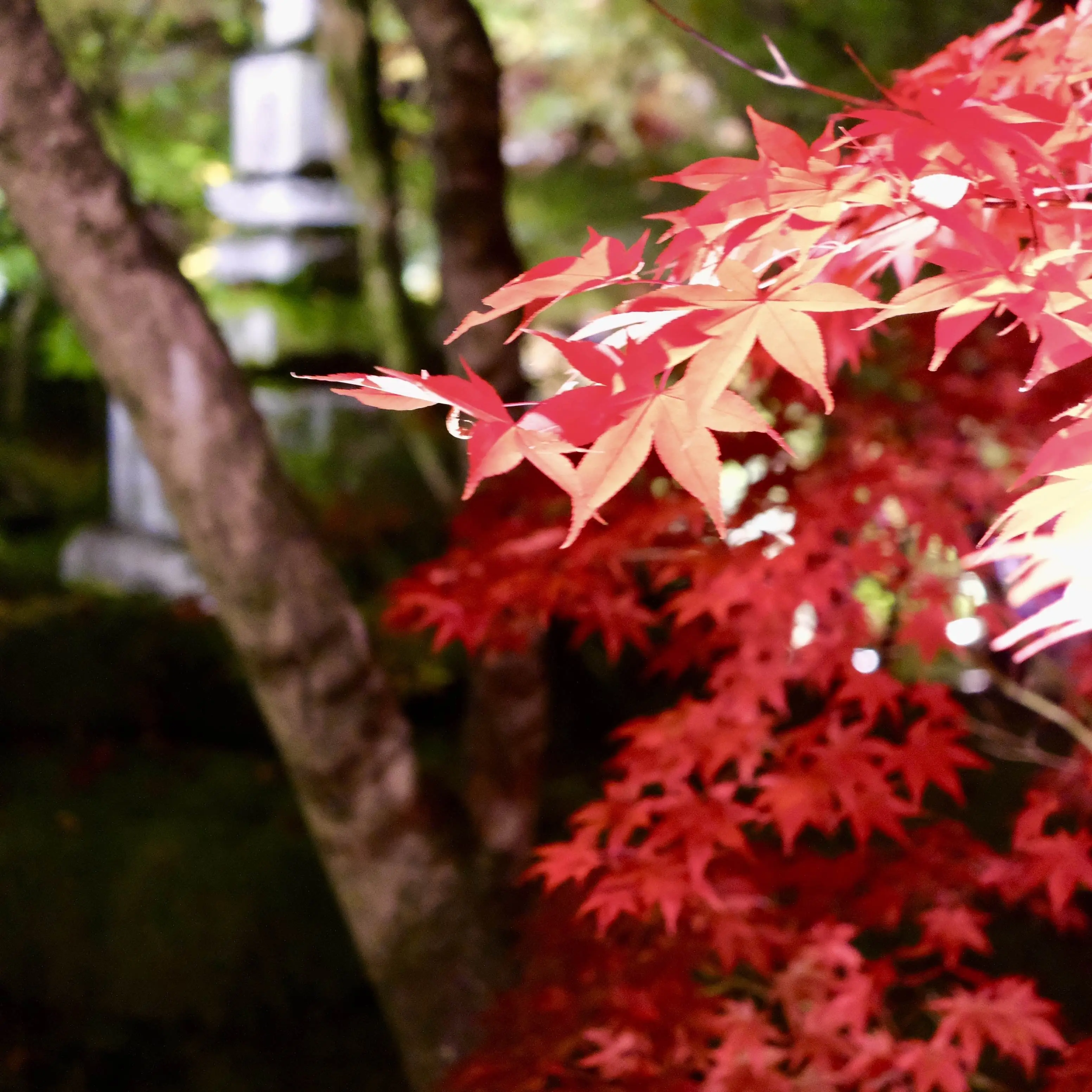 京都「永観堂」のライトアップされた夜の紅葉