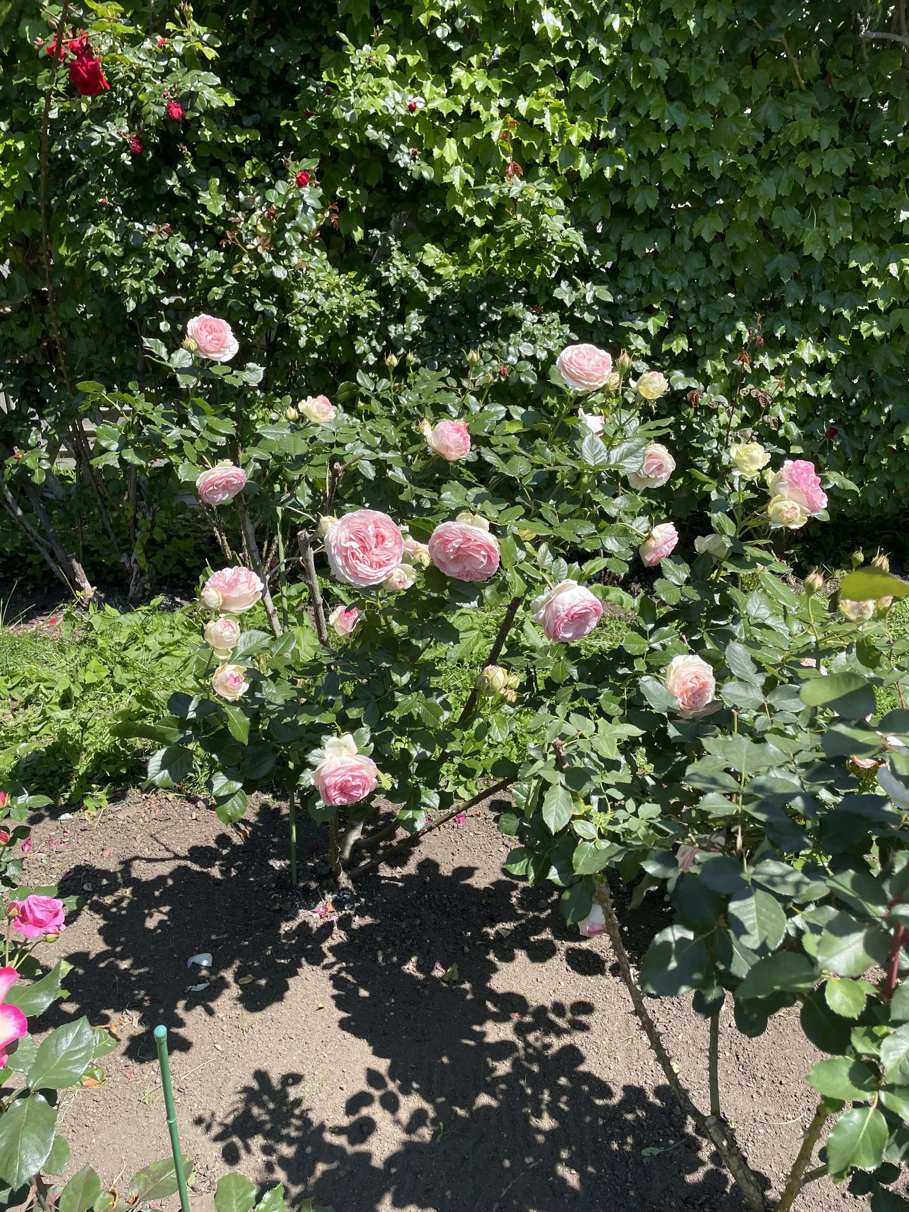 イギリス領事館、函館、北海道、庭園、バラ、薔薇、バラの庭園、満開