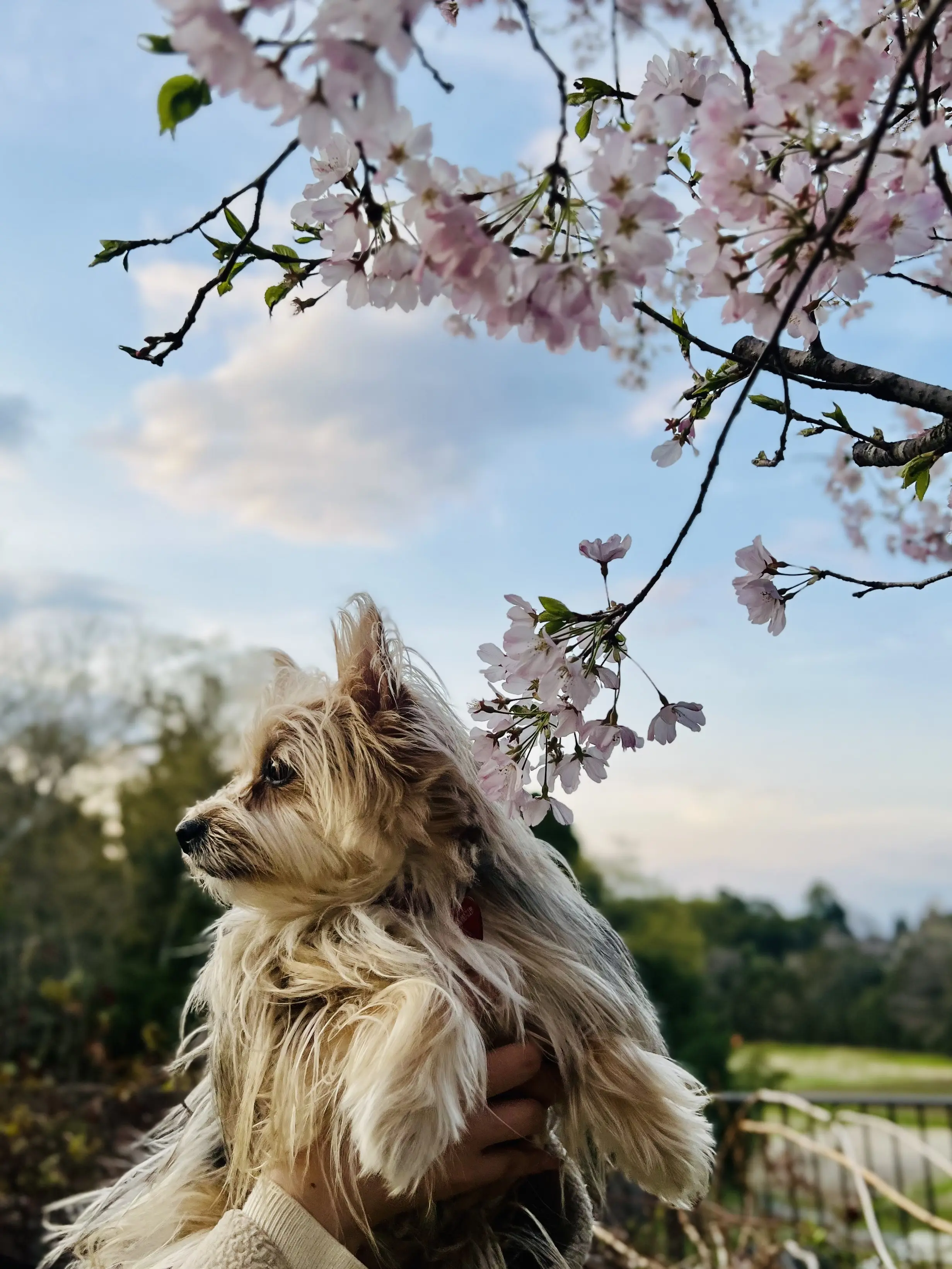 さくらと愛犬