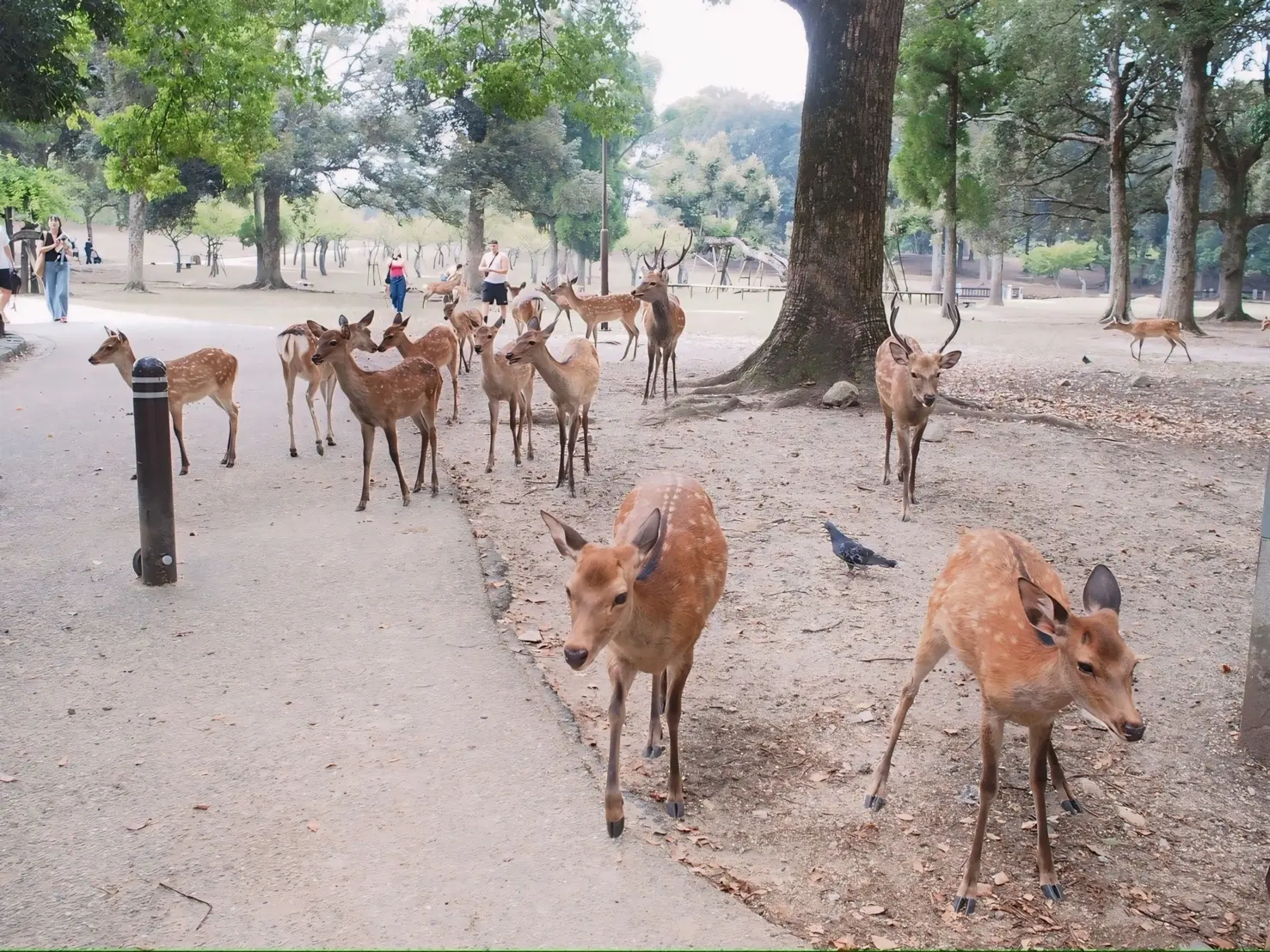 奈良公園/野生の鹿で、国の天然記念物に指定されています。幼