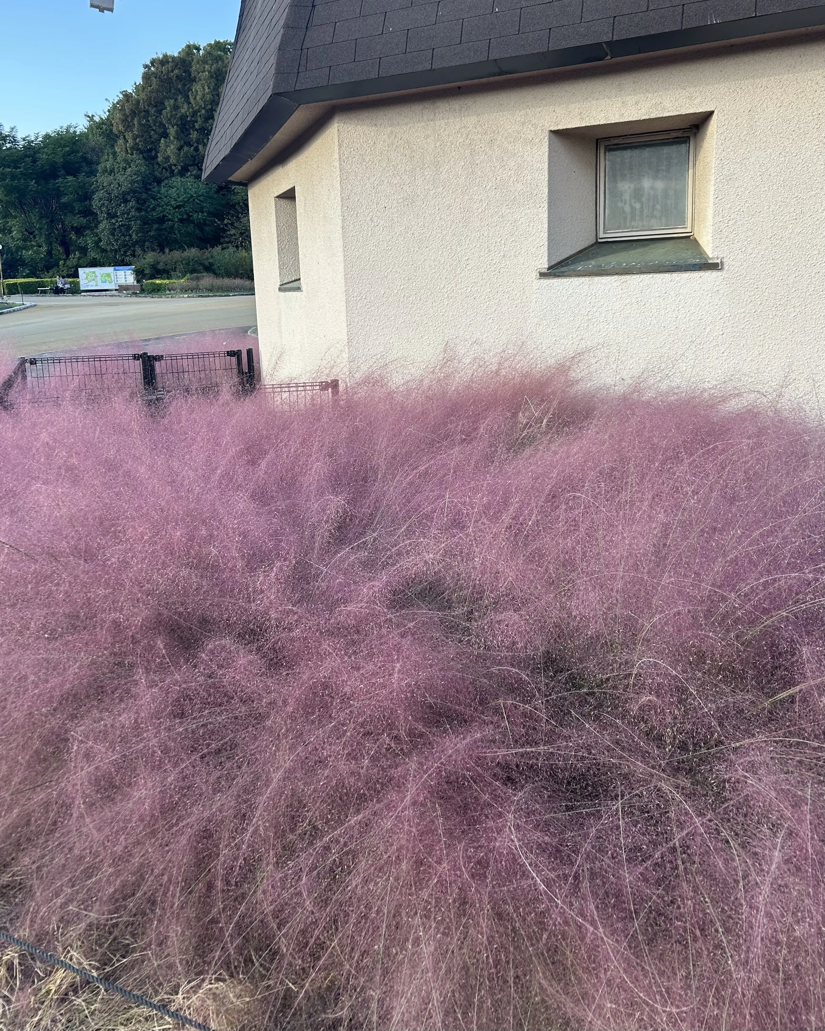 秋空とコスモスの丘✨_1_5