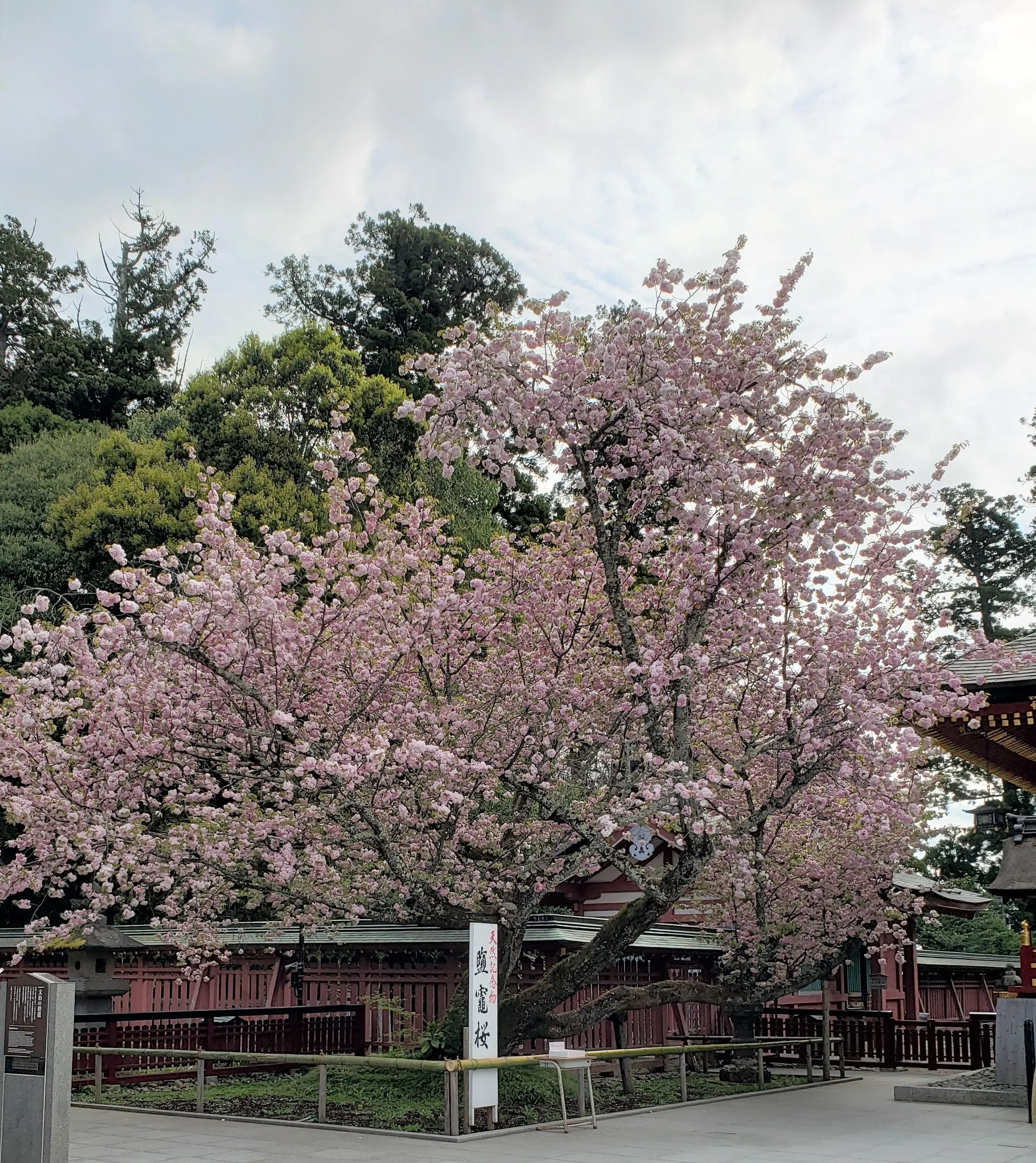  鹽竈桜