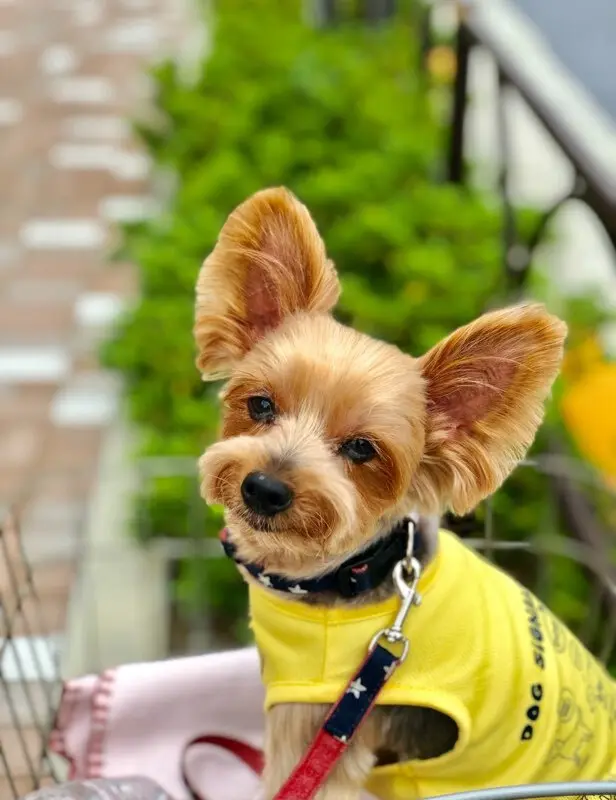 エクラ 華組　豊田真由美さんの愛犬