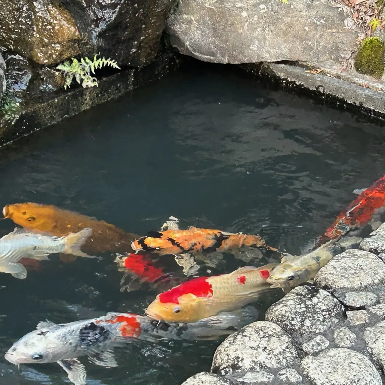 庭園内の池の鯉たち