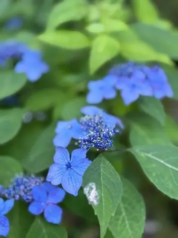 鎌倉紫陽花と続・続・最後から二番目の恋ロケ地巡り_1_2-2