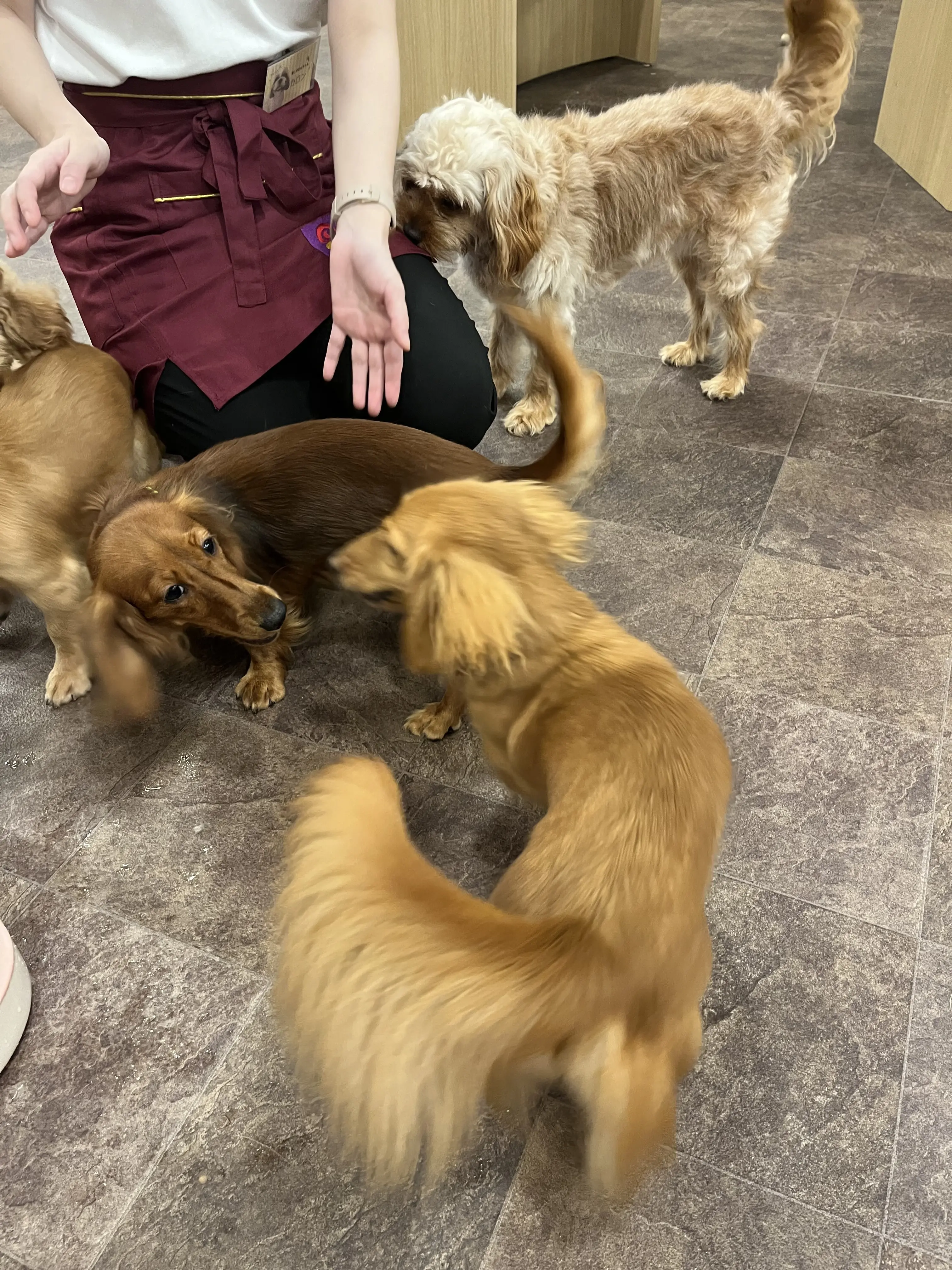 初めての犬カフェへ_1_10