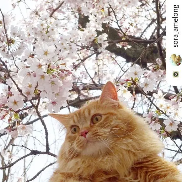 にゃんスタ写真　桜の木の下で