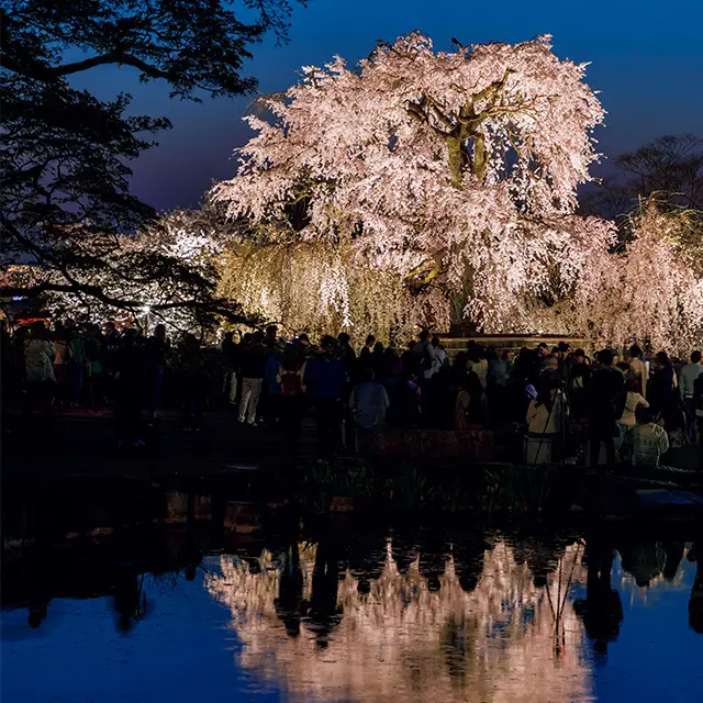 一生に一度は愛でたい、京都の“名桜”【「京都」桜にまつわる10の愉しみ】_1_2-1
