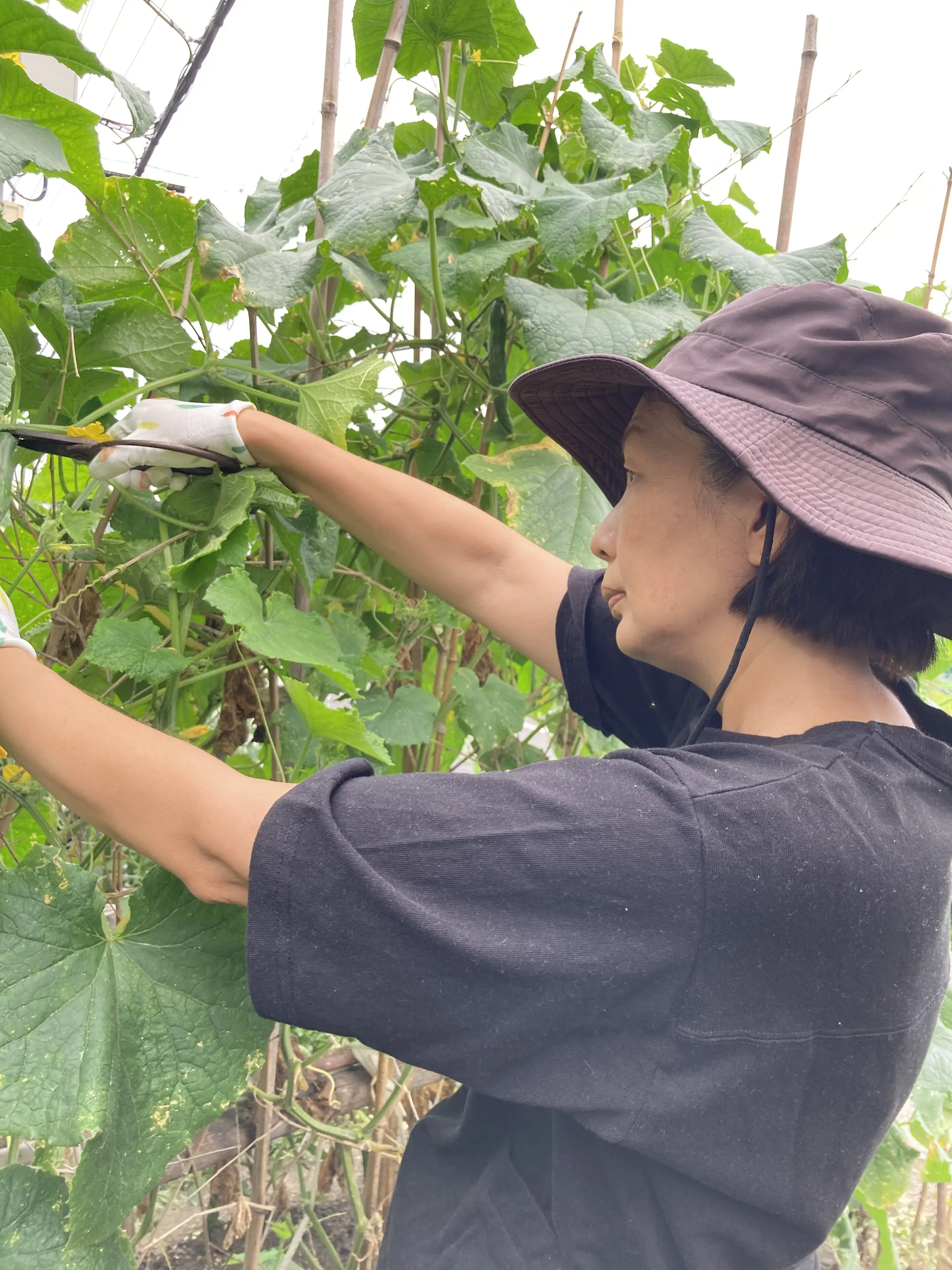 家庭菜園で採れた朝採りきゅうりでキューちゃん作りに挑戦。_1_1