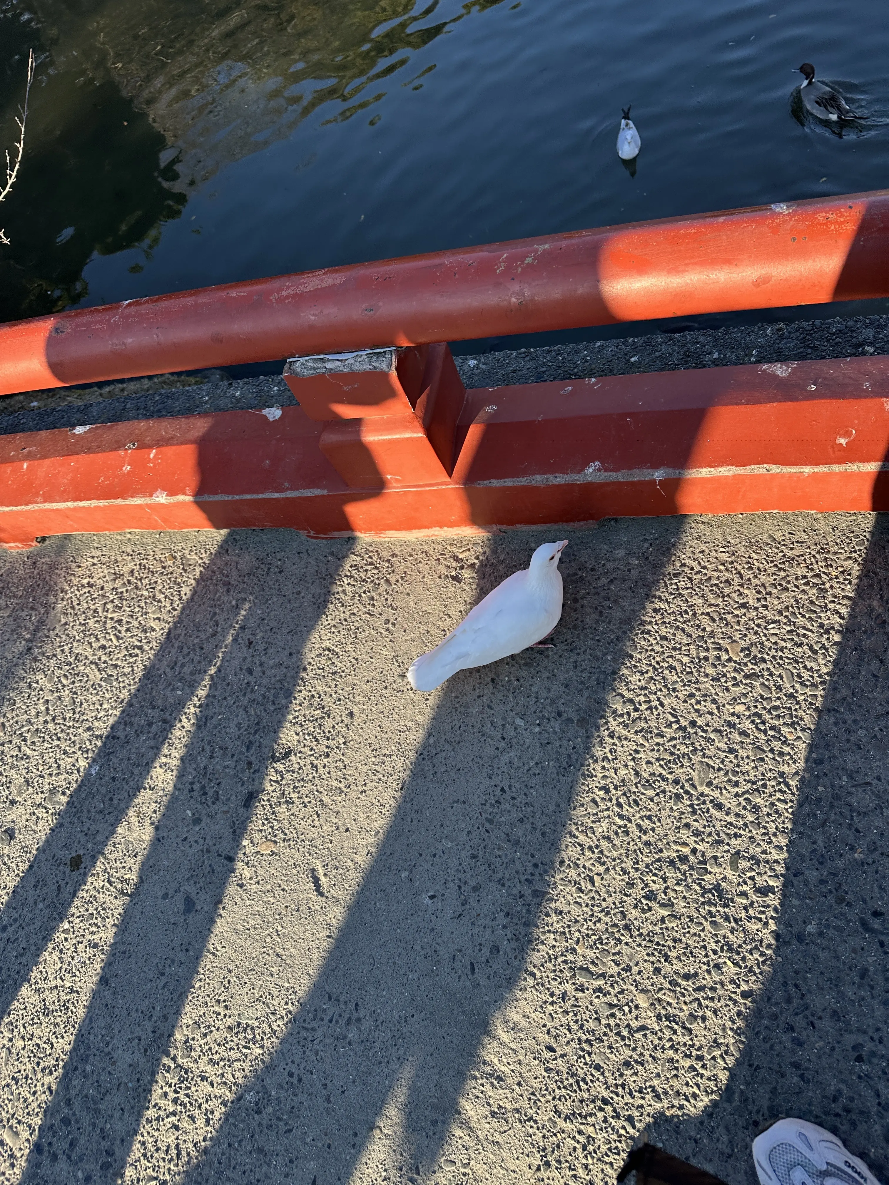 鶴岡八幡宮　白い鳩　鳩　旗上弁財天社　お参り　初詣