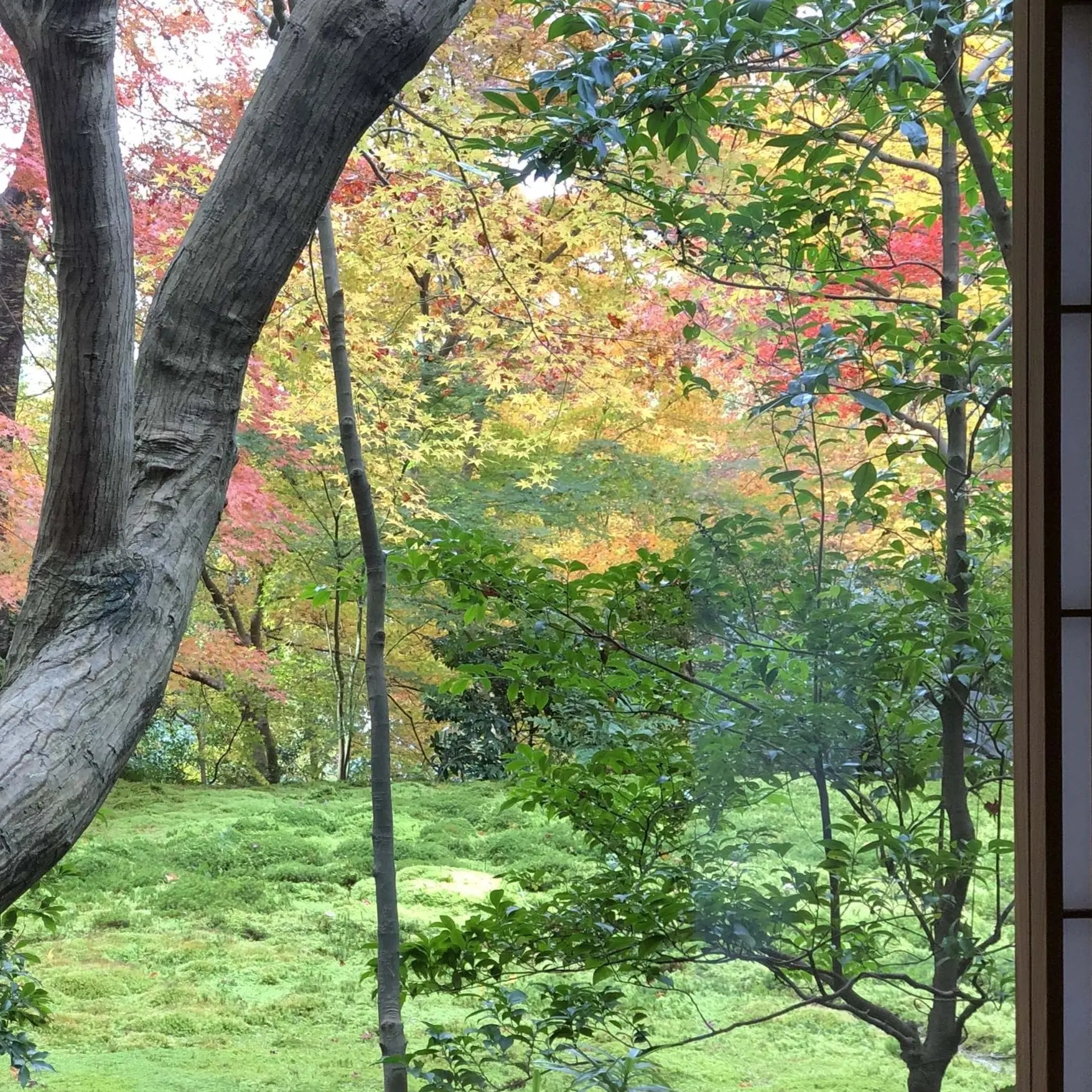 秋の景色を楽しむ♡京都の紅葉_1_13