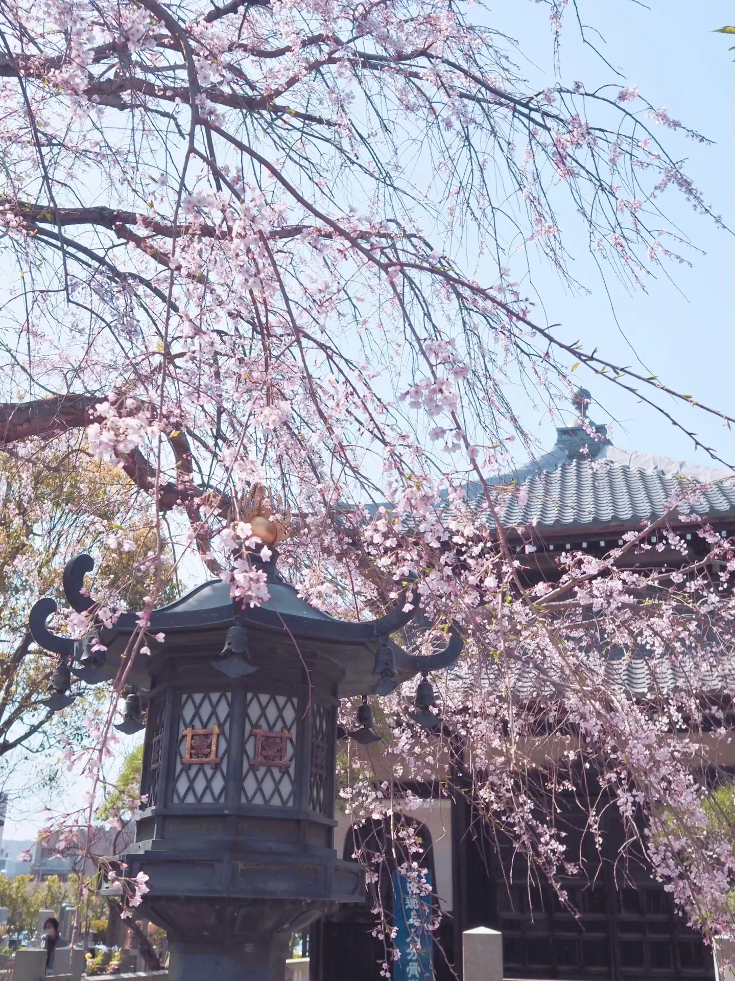 「鎌倉さんぽ」桜の季節とお気に入りの茶寮_1_8