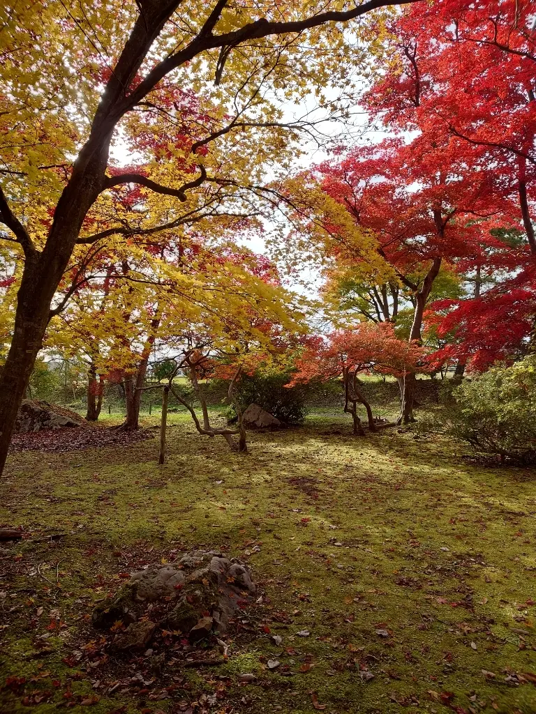 紅葉赤と黄色と苔