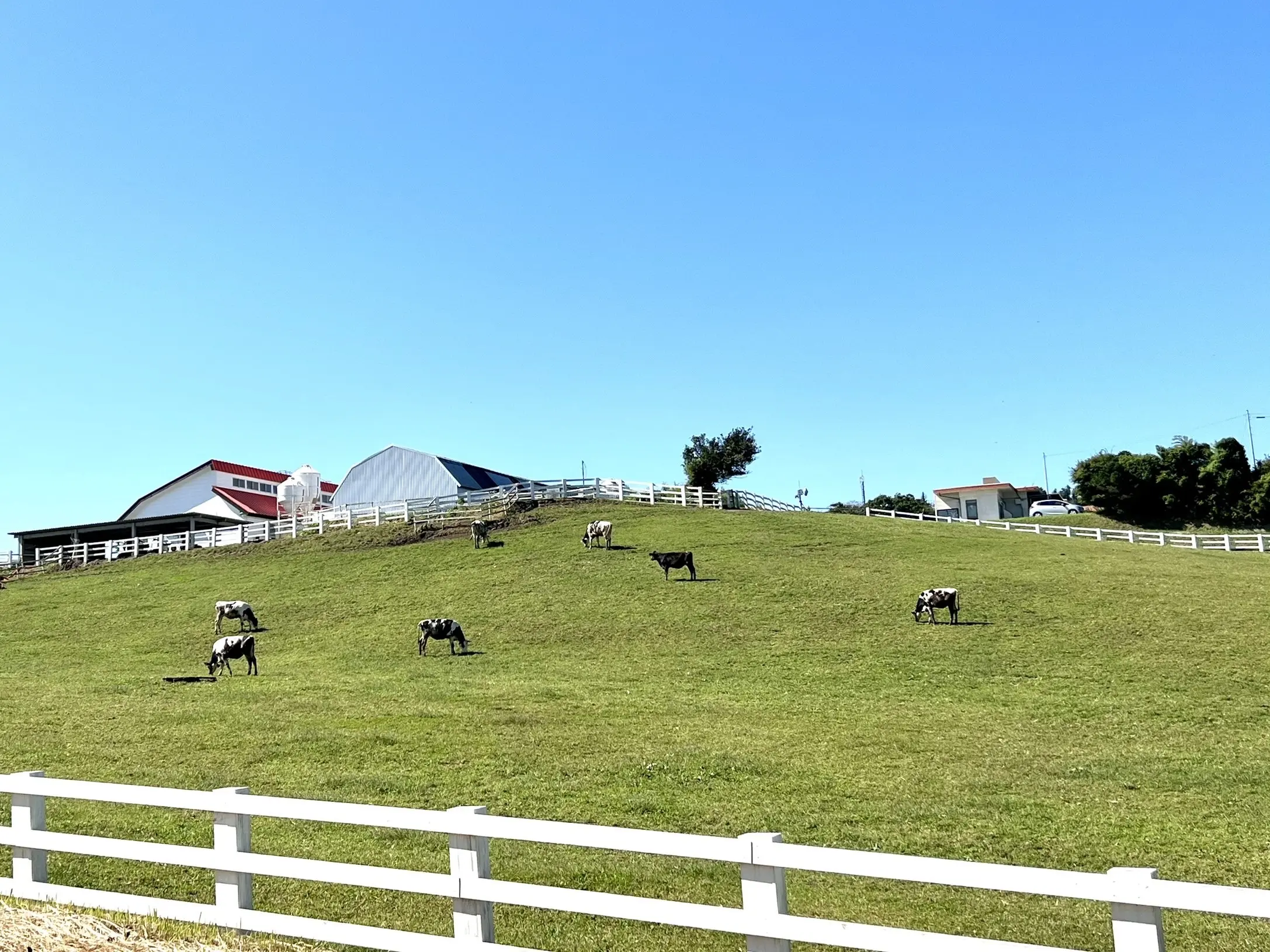 千葉県にある「マザー牧場」　放牧された牛たち