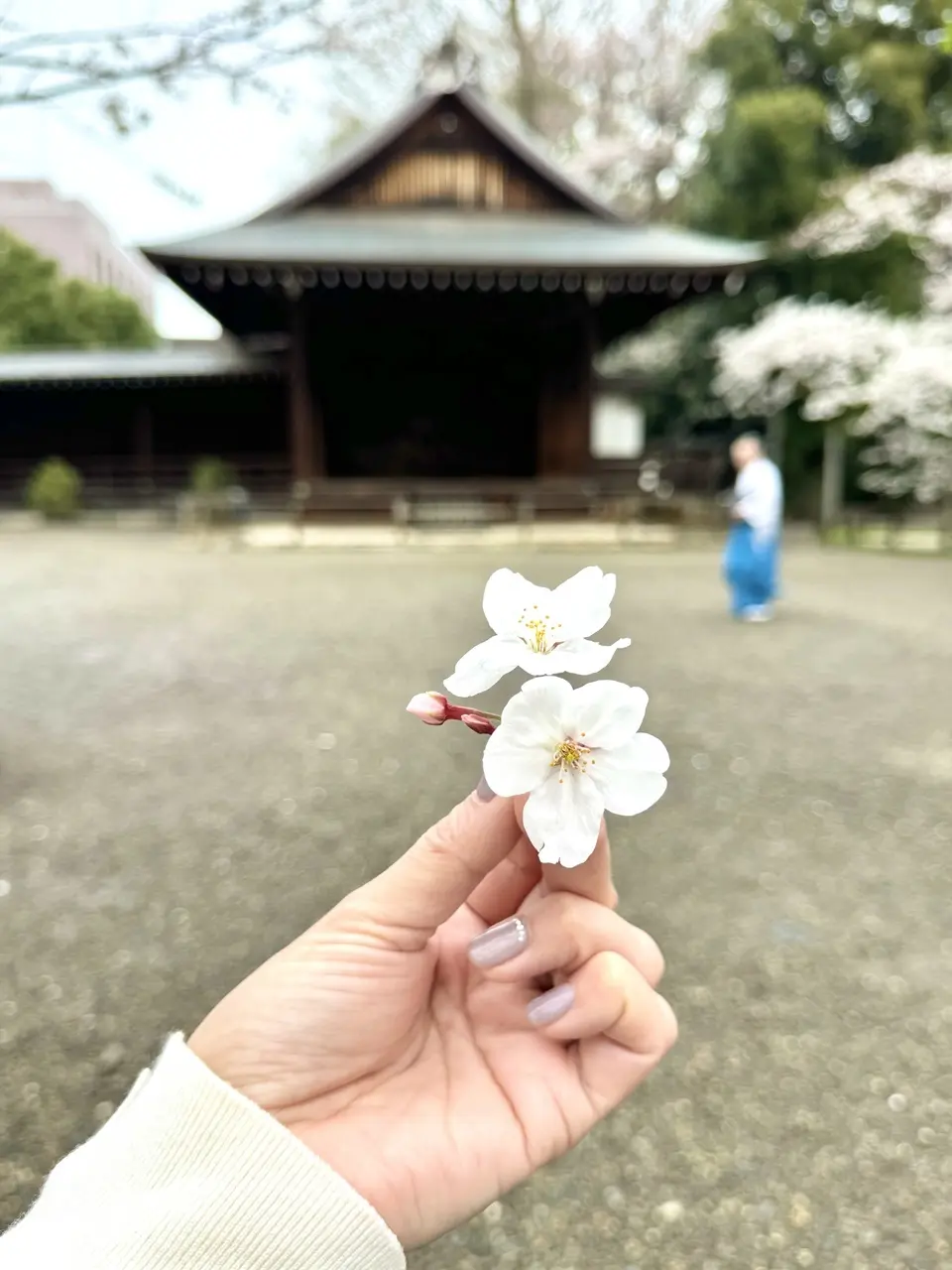 靖国神社の桜 ⑦