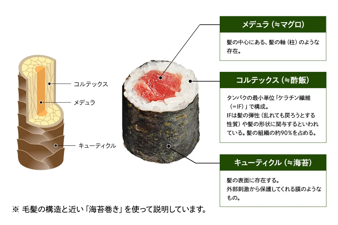 髪の内部構造