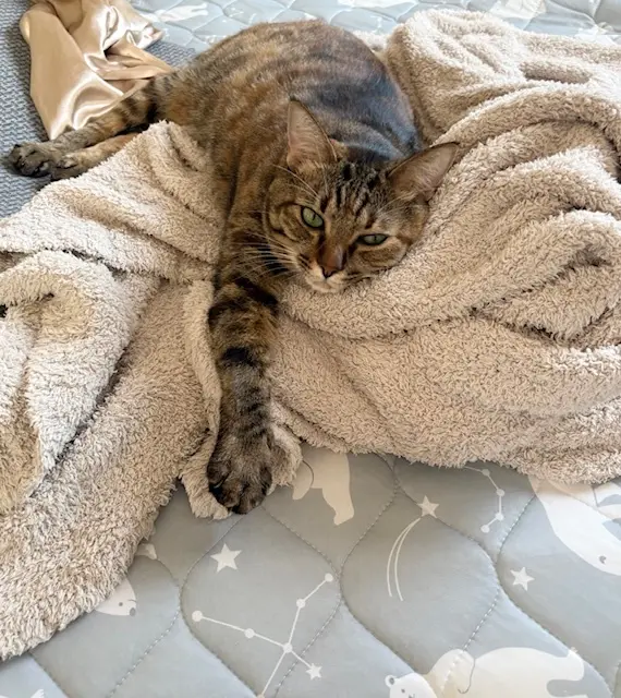 ねこ　保護猫　