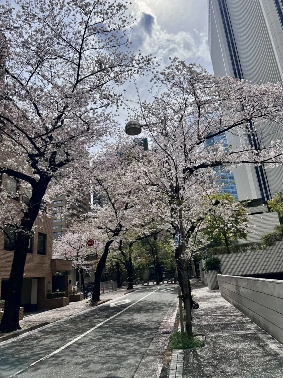 ANAインターコンチネンタルホテル近くの桜