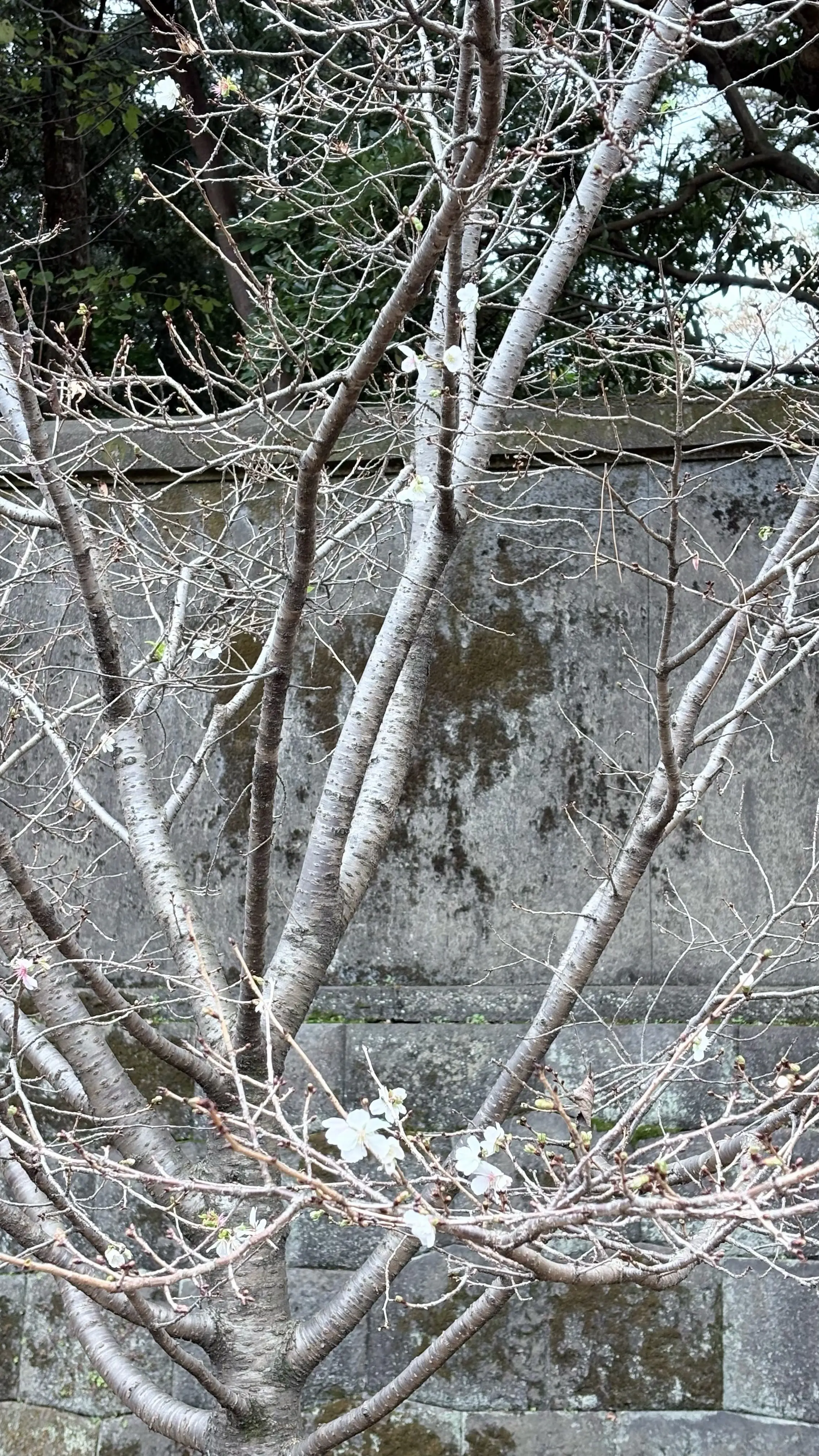 乾通り散策＊GUコーデ_1_4