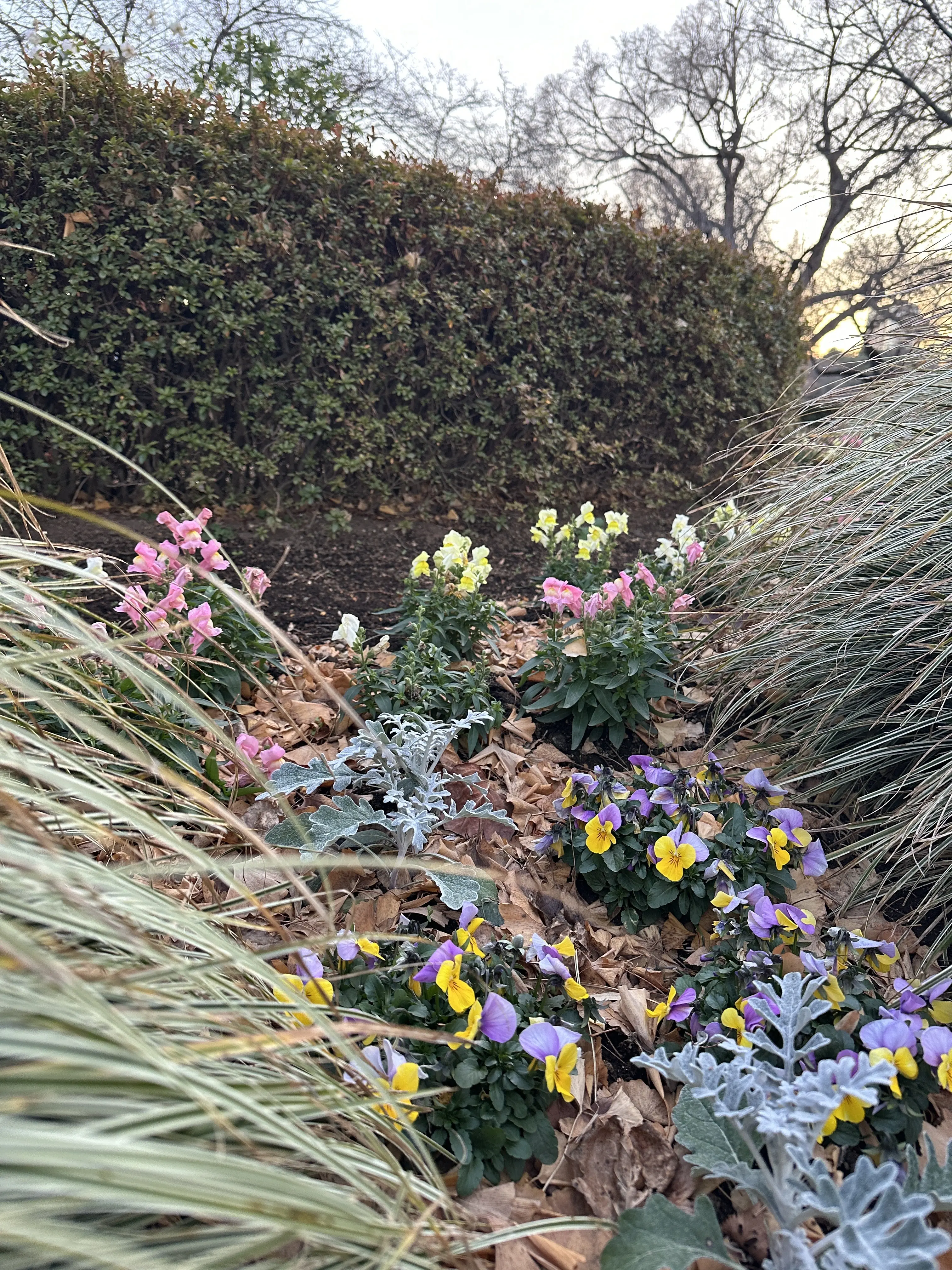 新宿御苑　冬　散策　新宿　公園　都内　自然　花　草木
