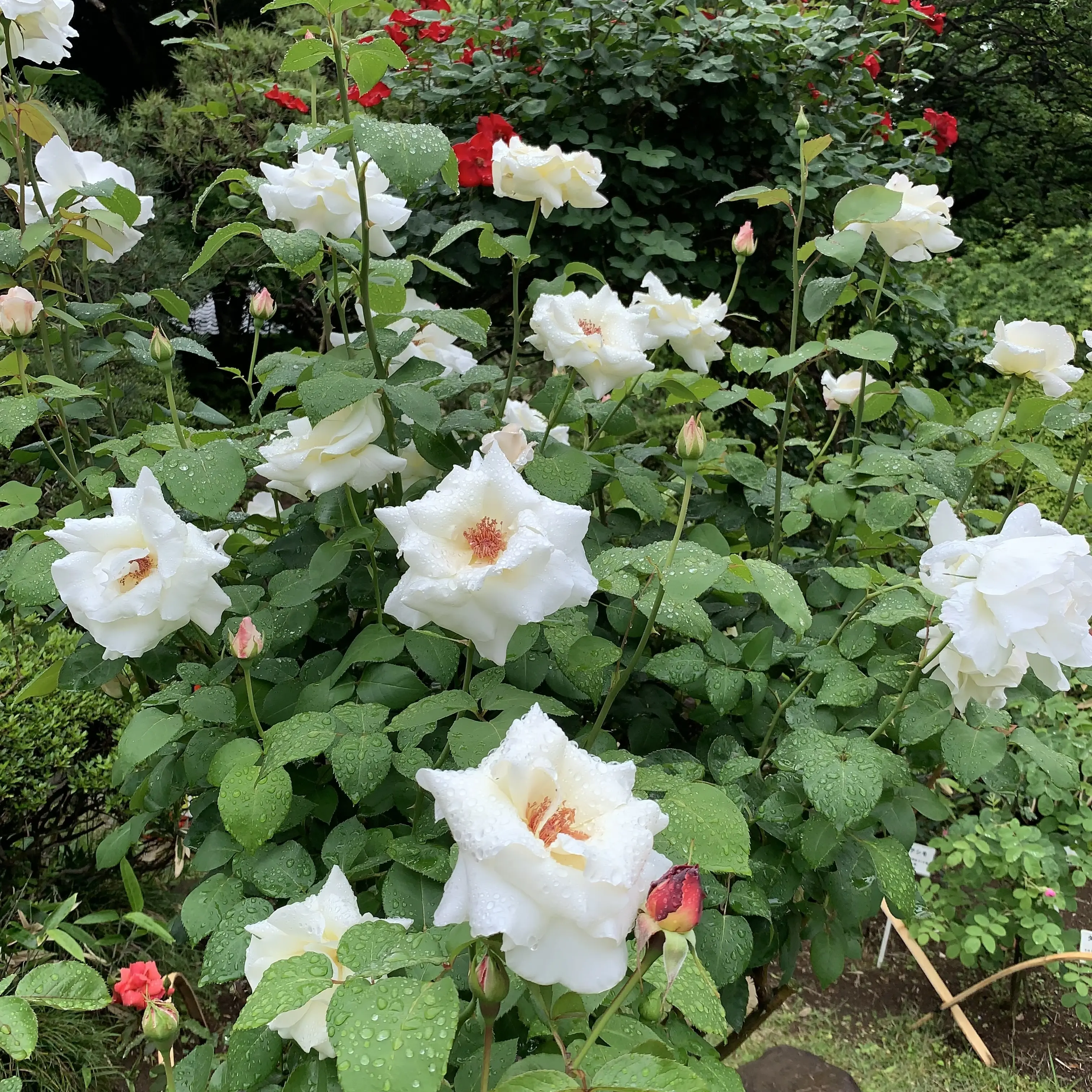 鳩山会館　薔薇