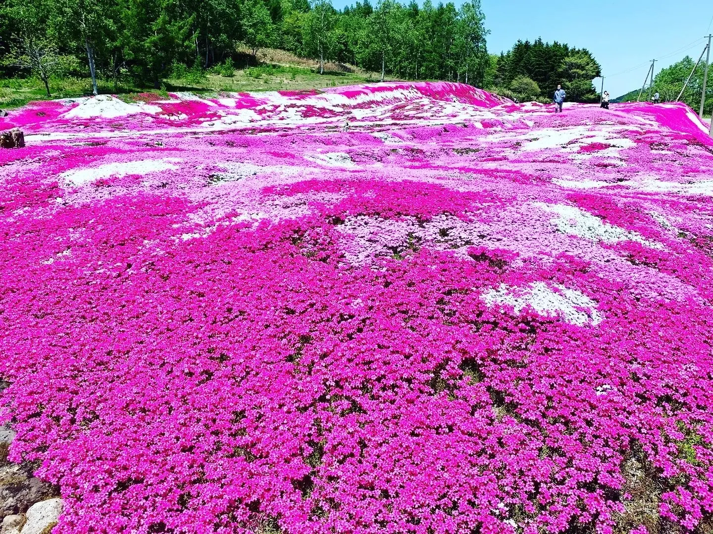 芝桜で覆われたピンクの絨毯