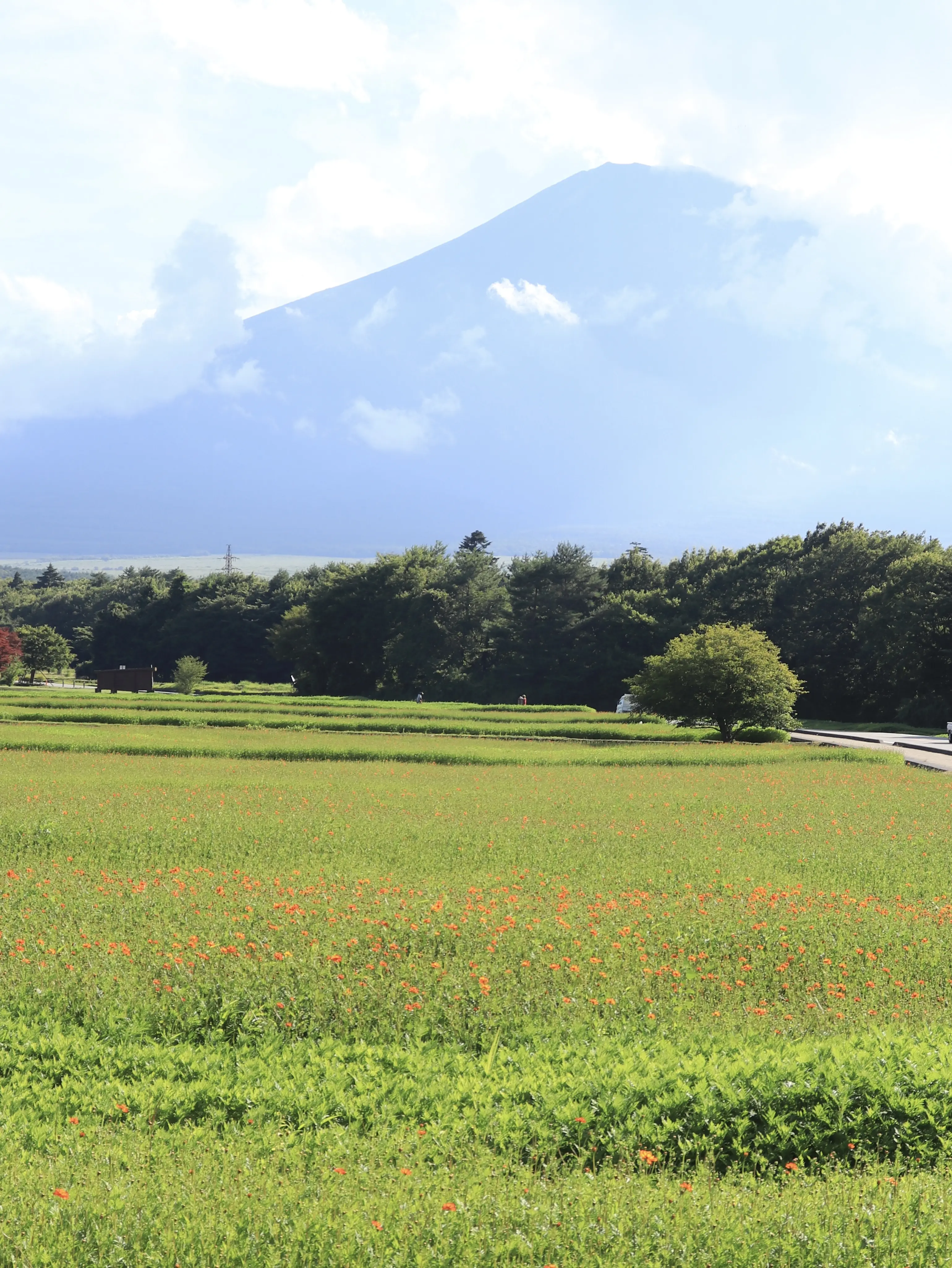 富士山　天気の良い　花畑