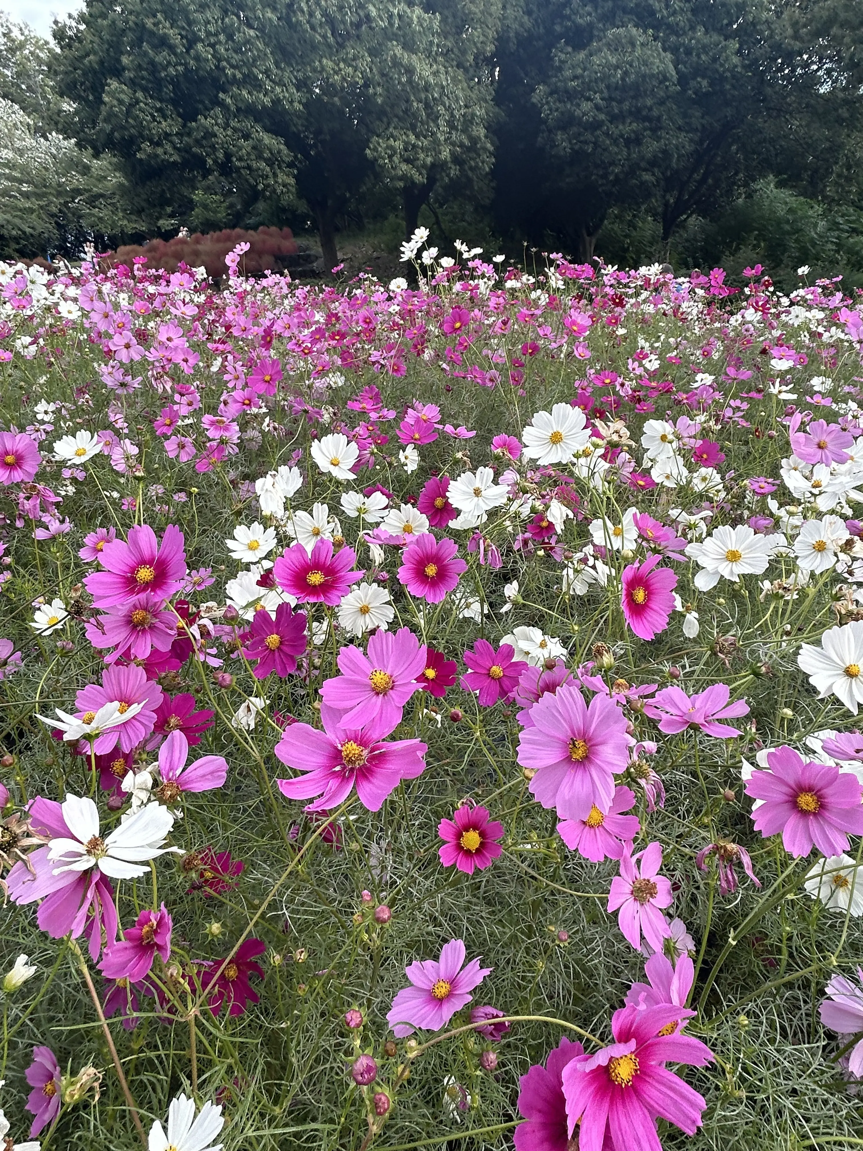 秋空とコスモスの丘✨_1_2