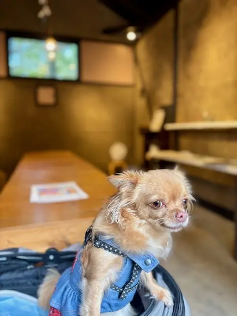 愛犬と那須へおでかけ♪牧場ランチ＆美しい紅葉_1_6-1