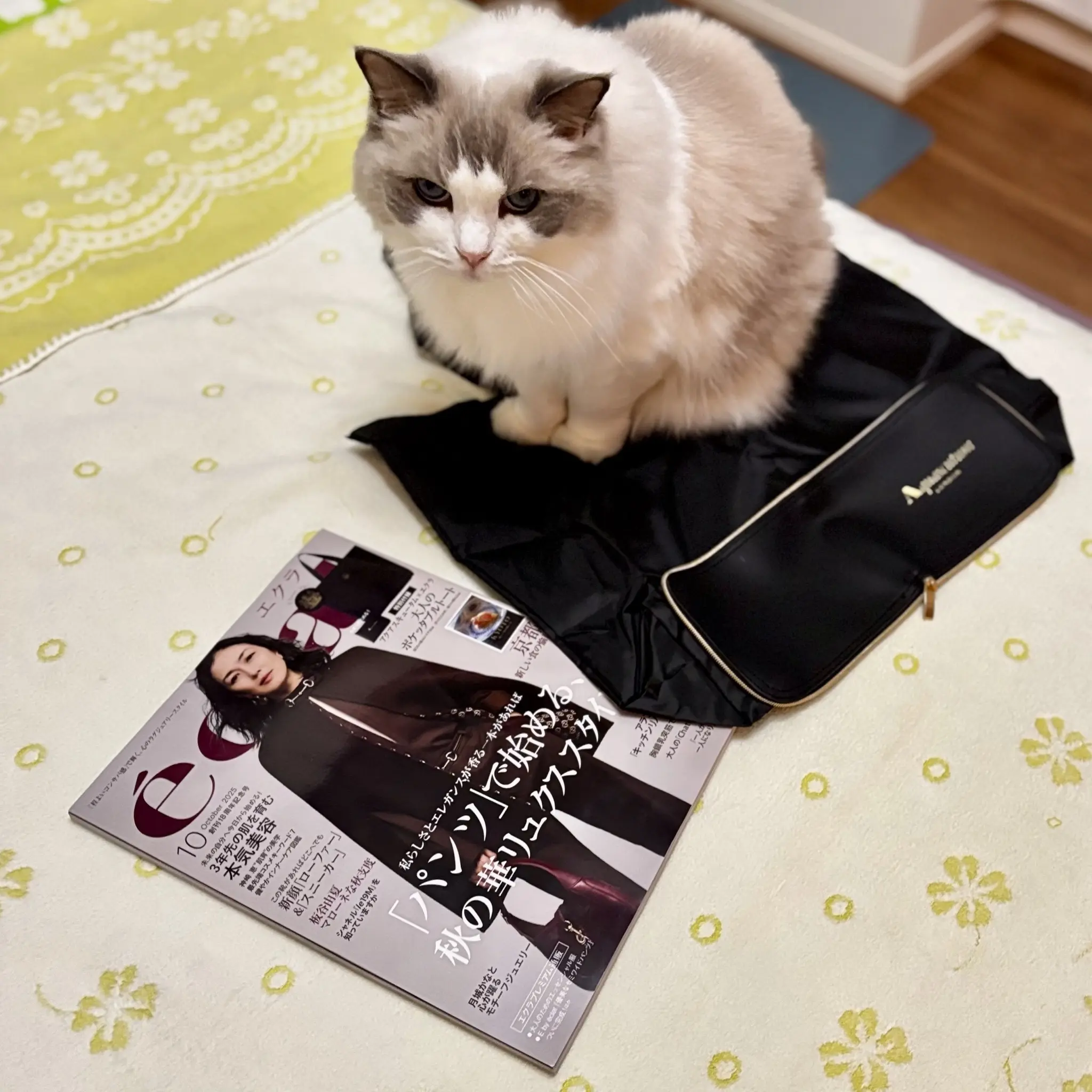 特別付録の上に乗るねこさま(下の子)①