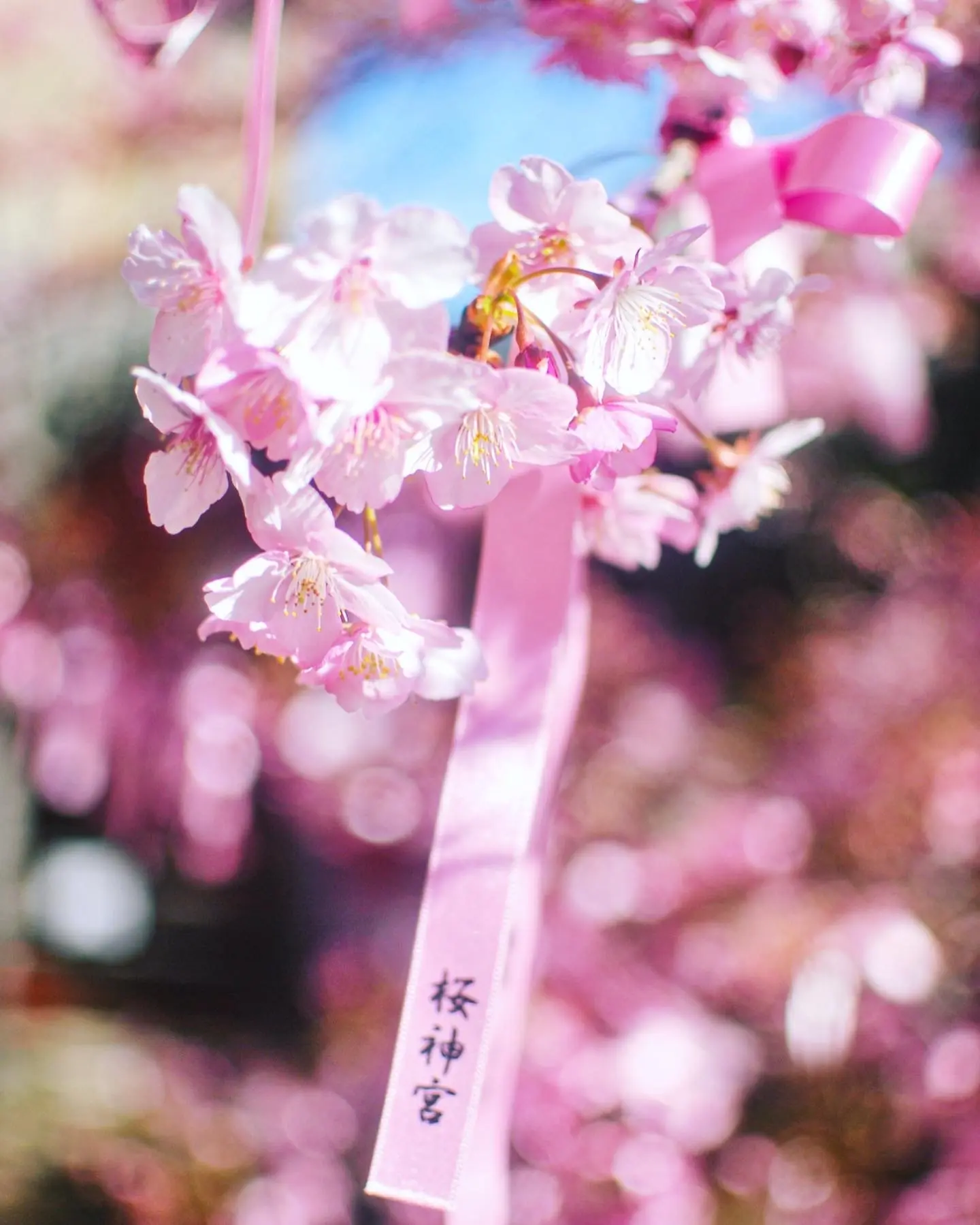 【さかぽんの冒険】桜の都物語①渋谷区♡桜神宮_1_5