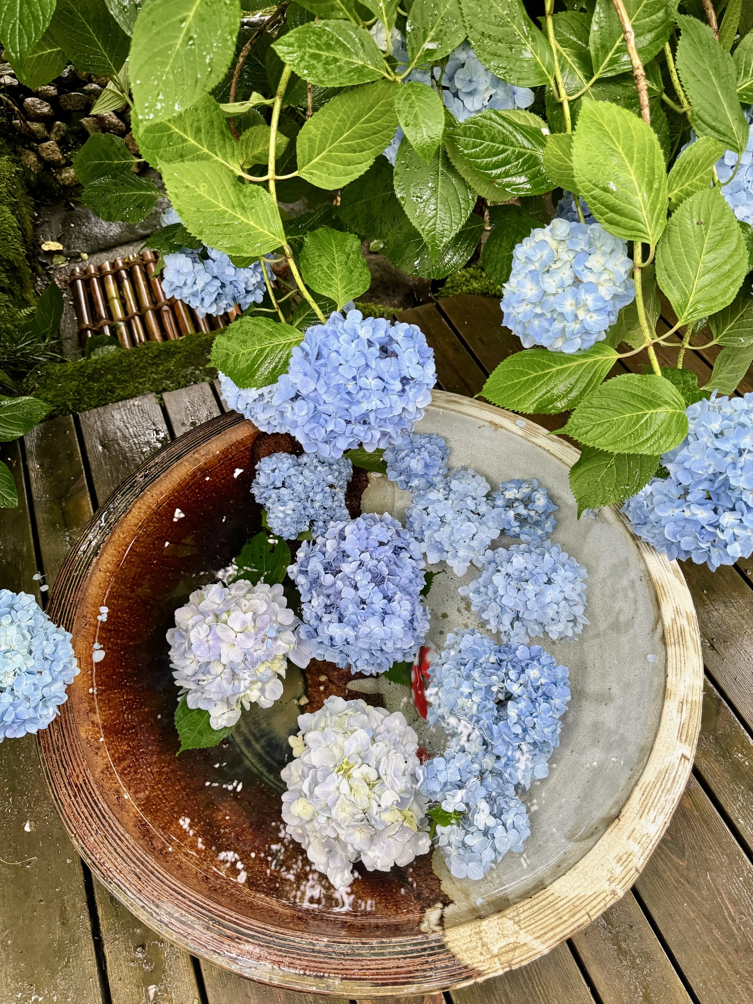 紫陽花の季節、自分で仕立てたお着物で古都鎌倉・明月院へ_1_11
