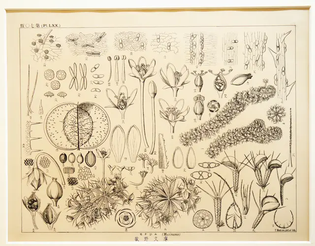 牧野富太郎が描いた植物図