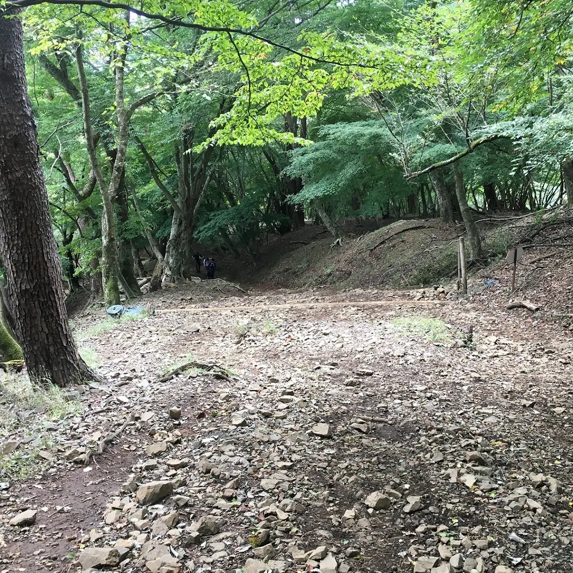 山道は緑にあふれています