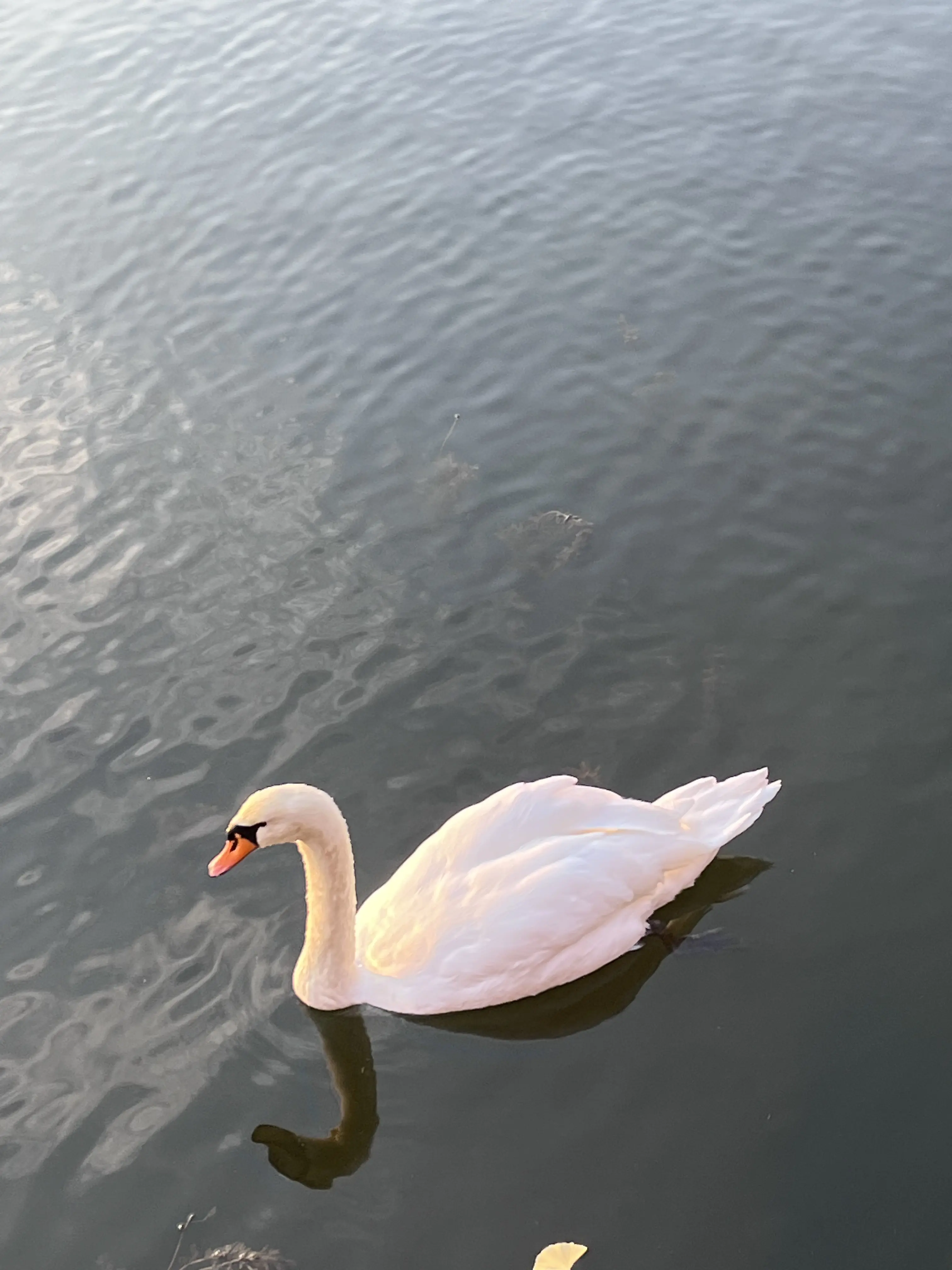 お花好きメンバーでキラキラ観賞♪日比谷〜丸の内巡り_1_15
