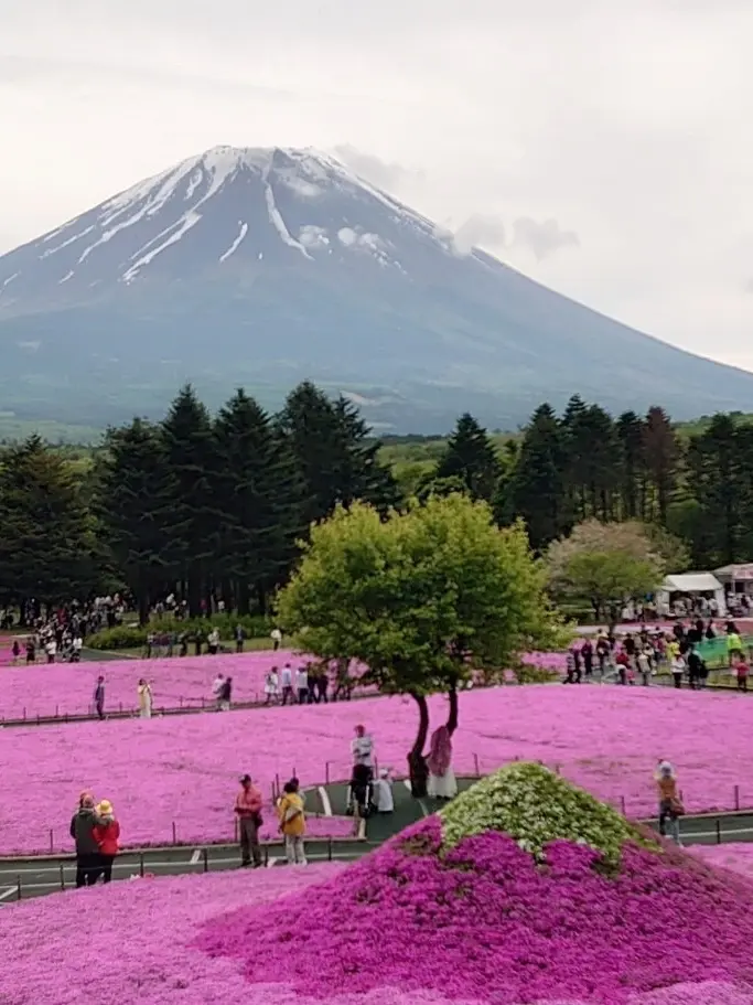 富士芝桜まつり