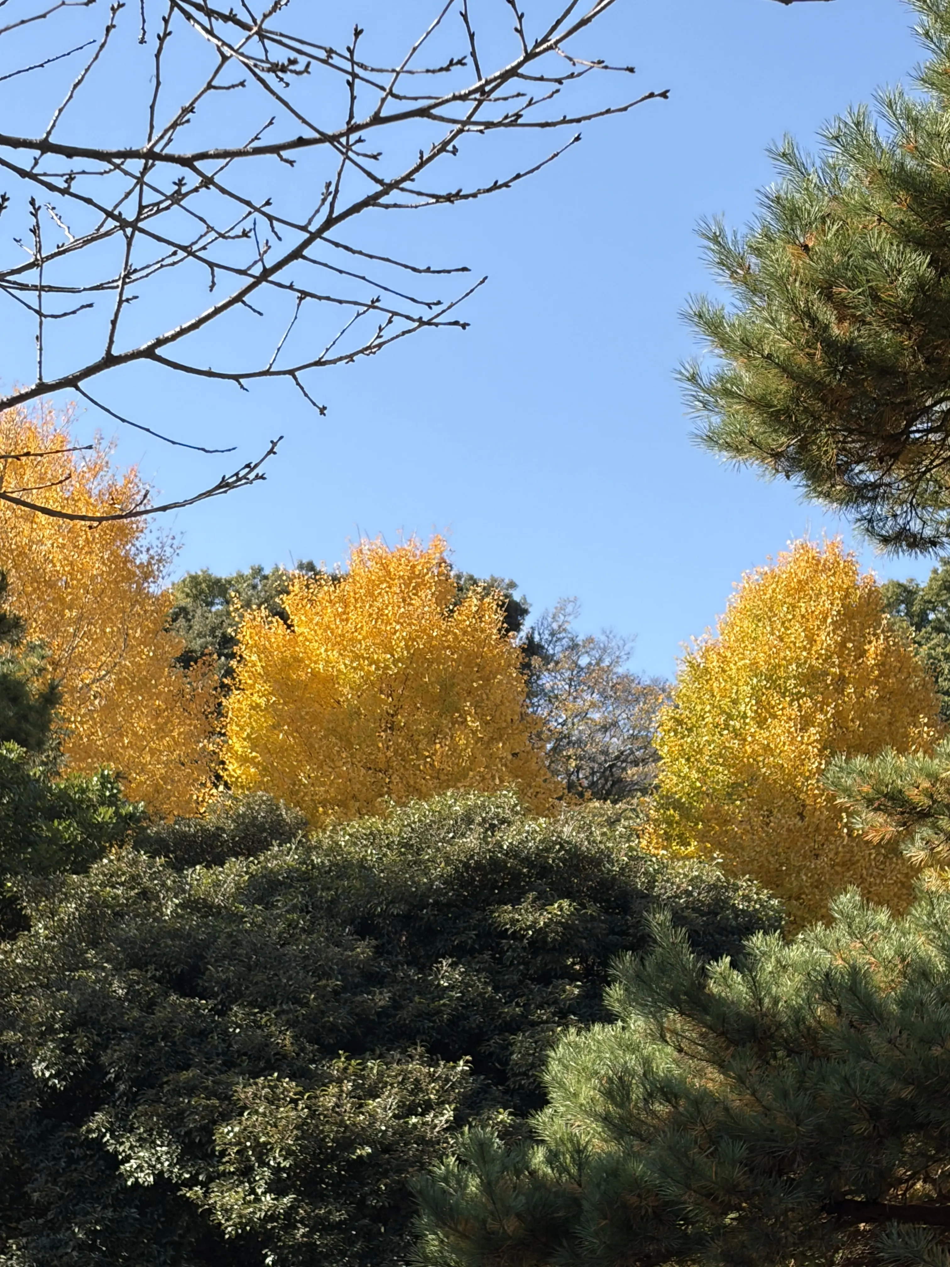 色づいた銀杏の木